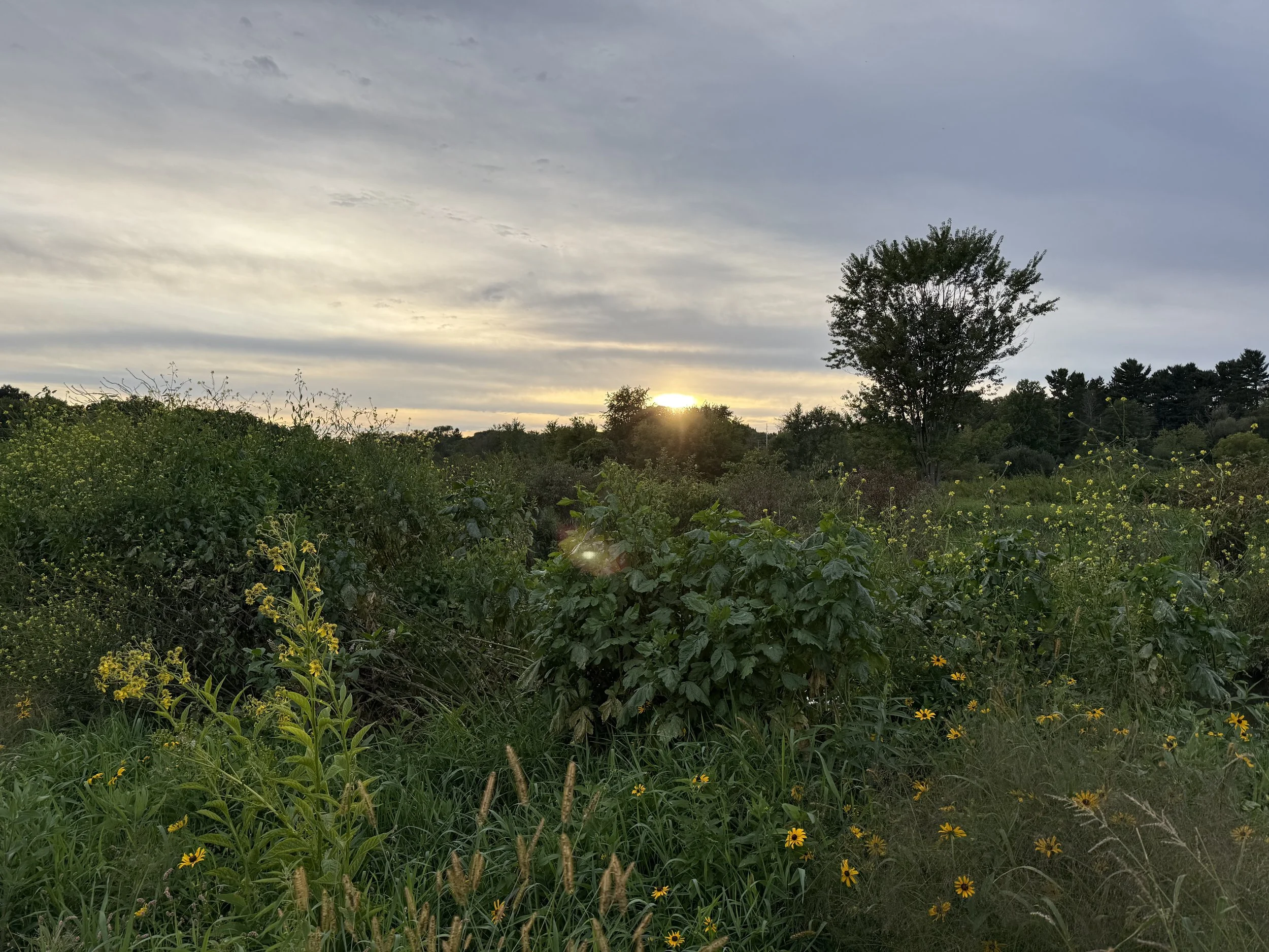 A view of wildflowers and grasslands in September as the sun sets.