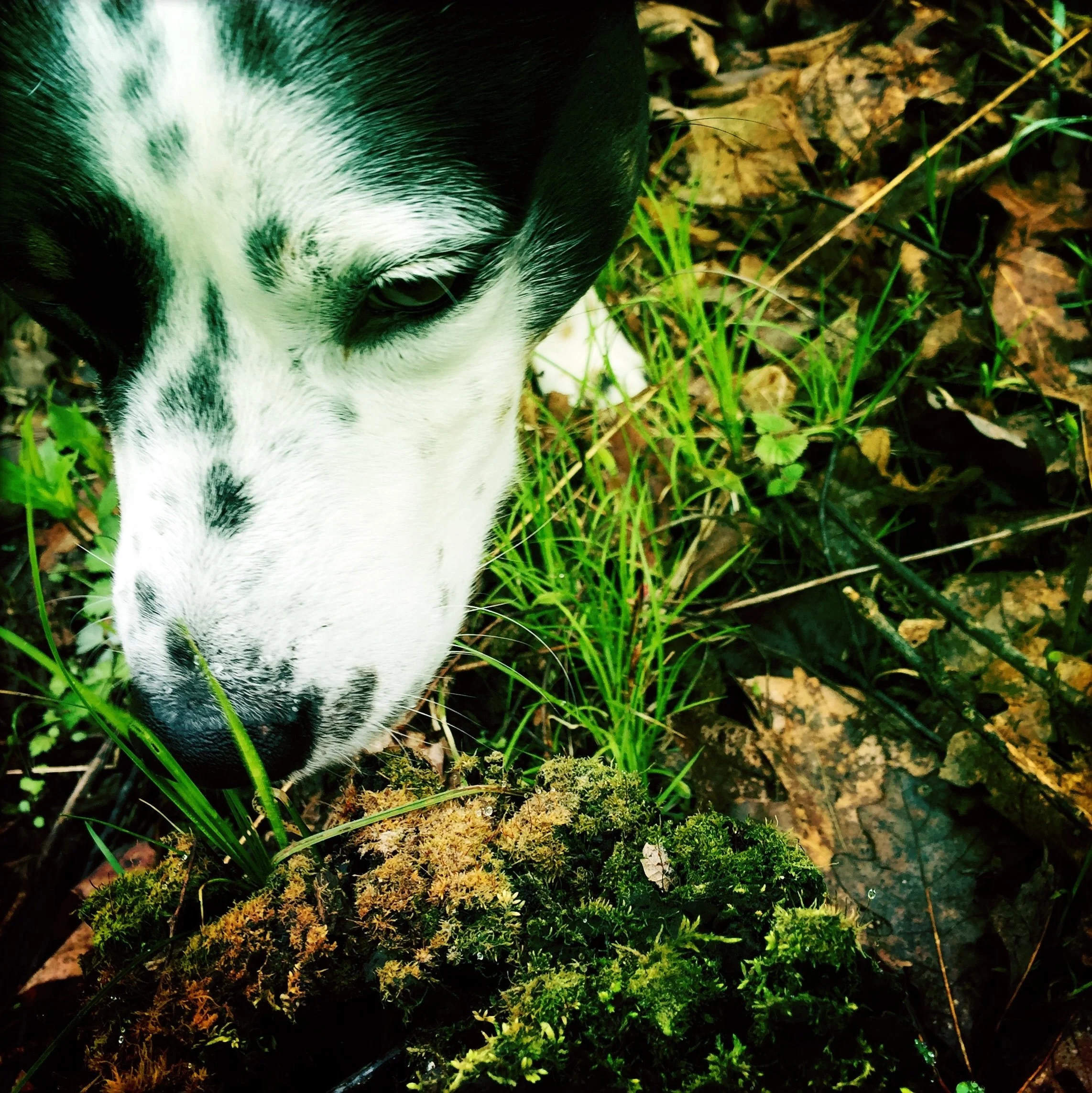 A black and white dog sniffs blades of grass among moss on the forest floor with the person who loves him most.