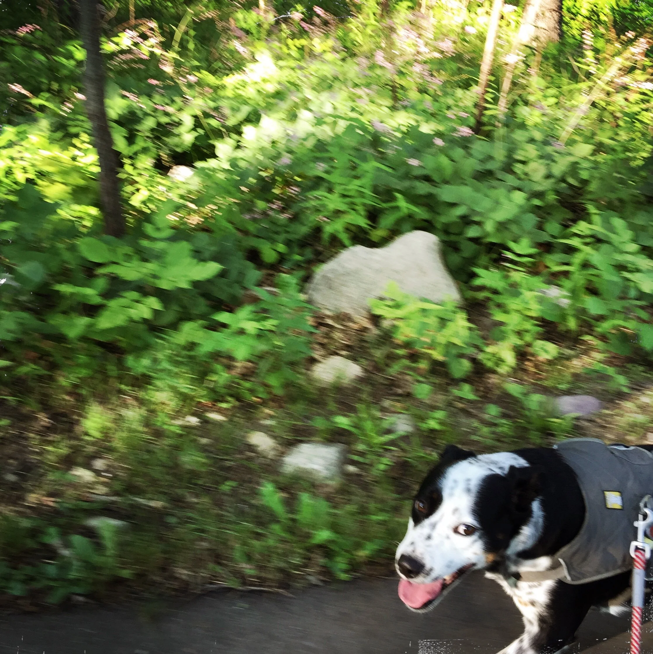 A black and white dog walking on a wooded path in summer looking up at the person who loves him most.