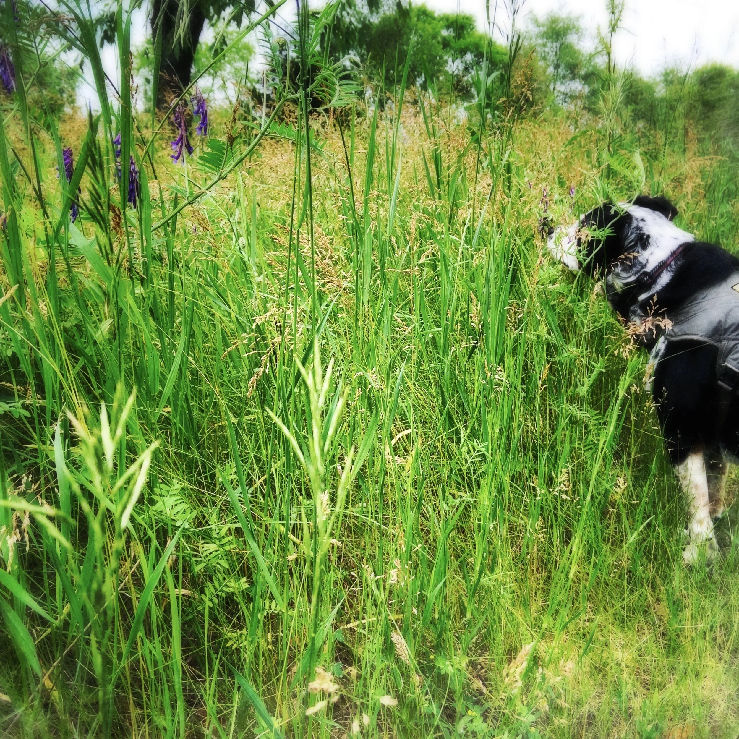 A black and white dog with his nose in tall grass and cow vetch with the person who loves him most.