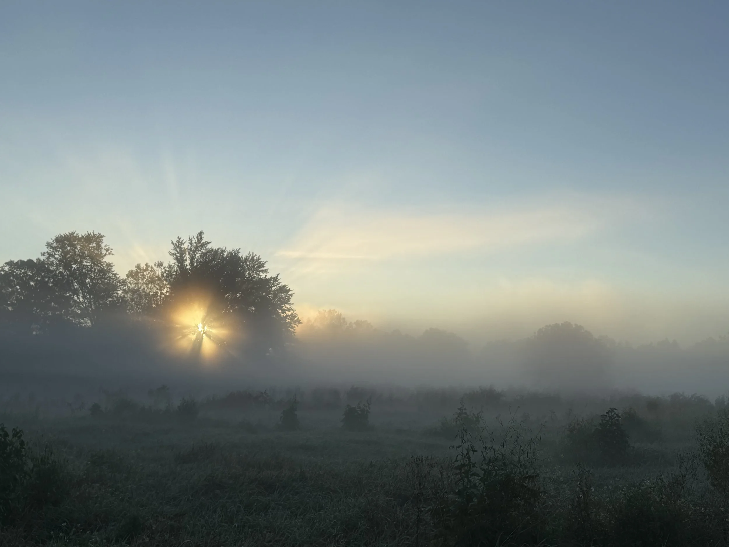 A tree seen across a grassland with sunrise behind it on a foggy October morning.