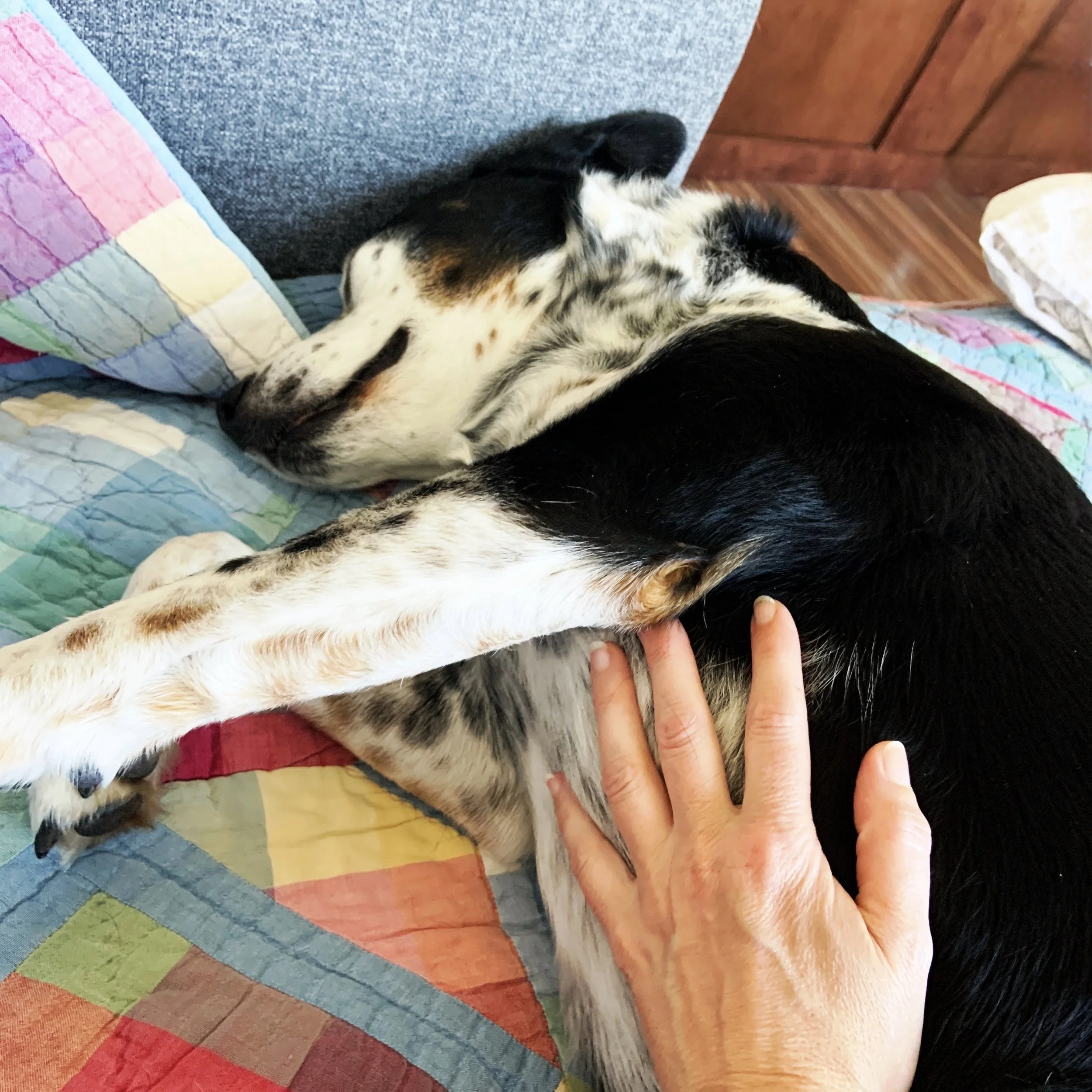 A black and white dog resting serenely on a couch, with the hand of the person who loves him most on him.