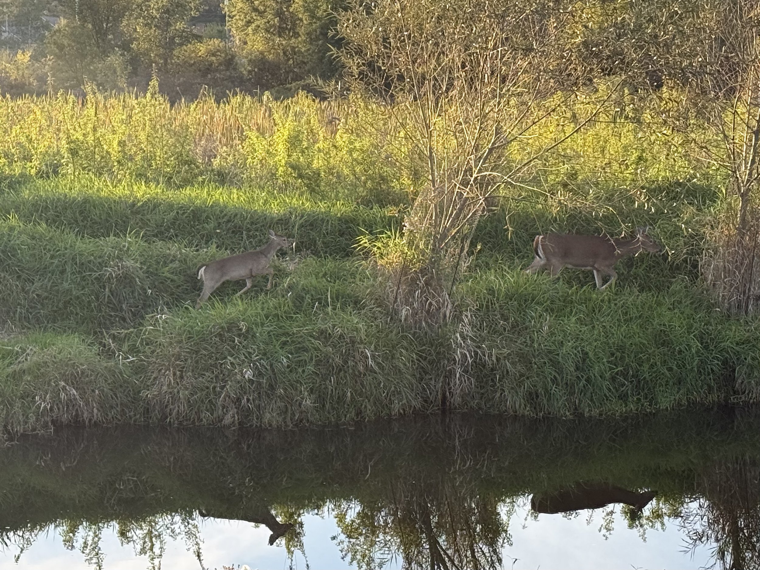 A mother deer and her fawn walk along a path next to a creek on a sunny morning.