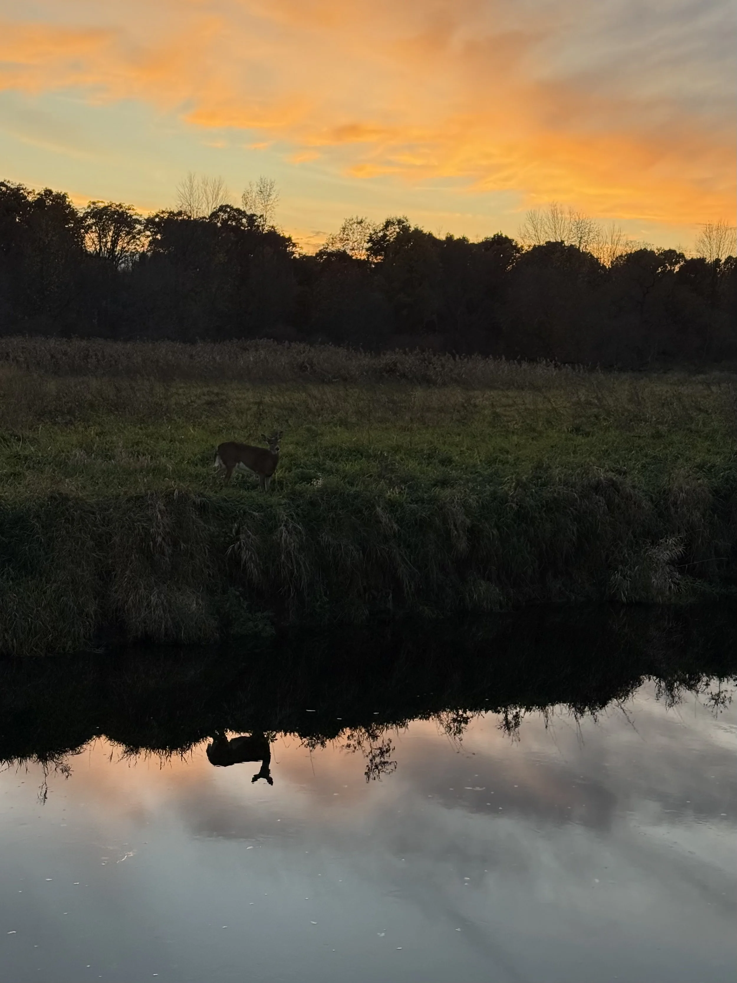 A young deer eating grass at the edge of a creek with a dramatic sunset beind it.