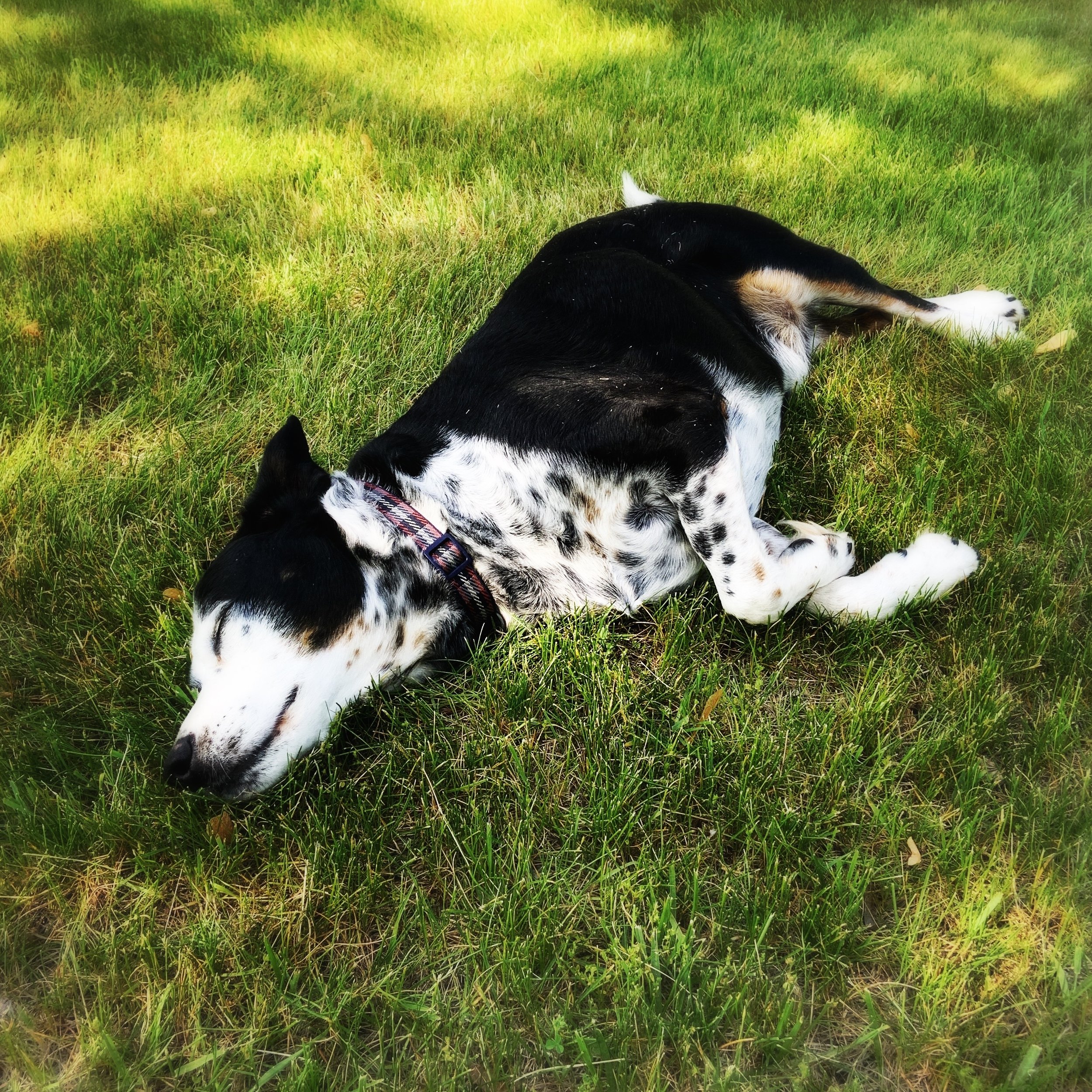 A black and white dog laying in spring grass with the person who loves him most.