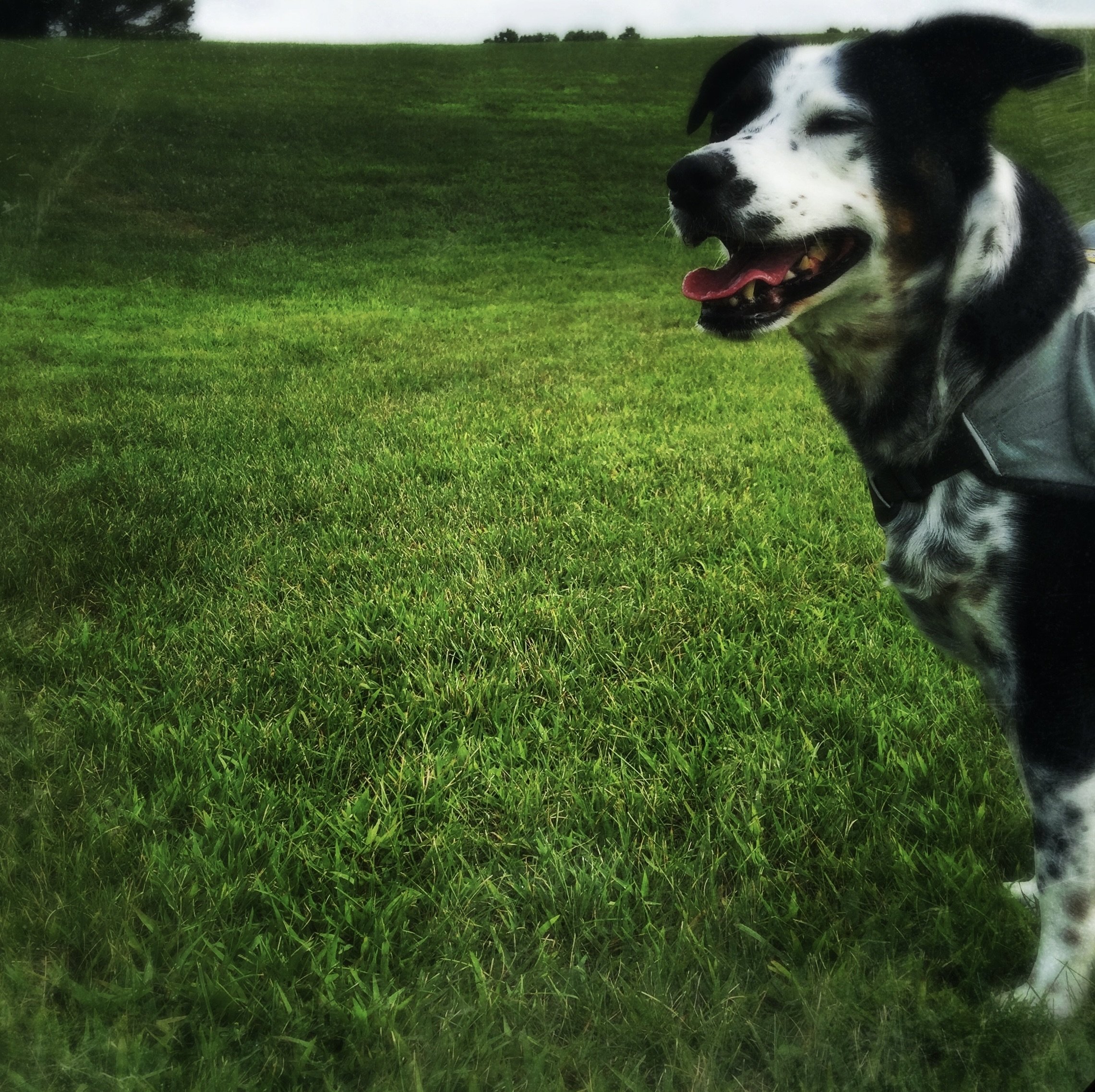 A black and white dog stands happily in a large field of grass with his eyes squinting closed with the person who loves him most.