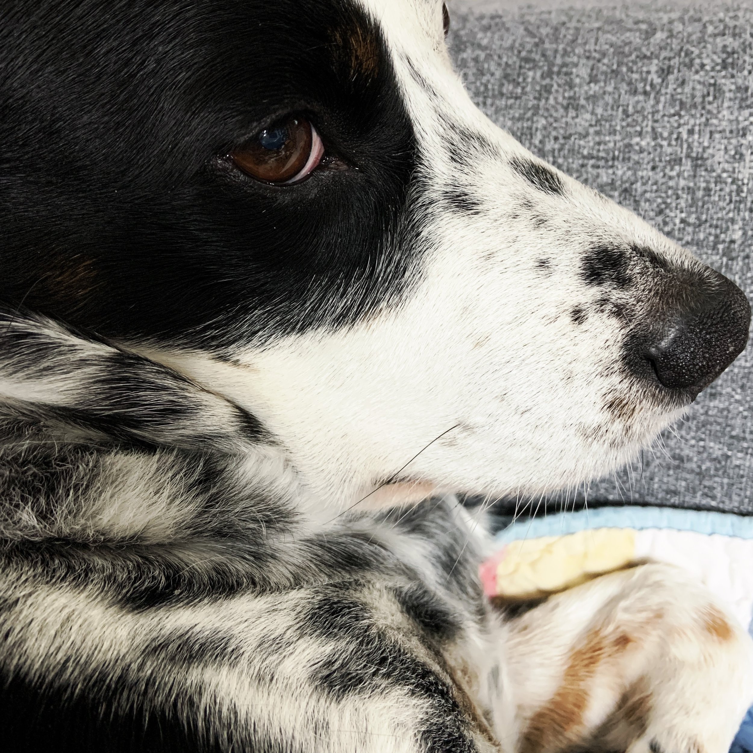 A black and white dog sitting calmly with the person who loves him most.