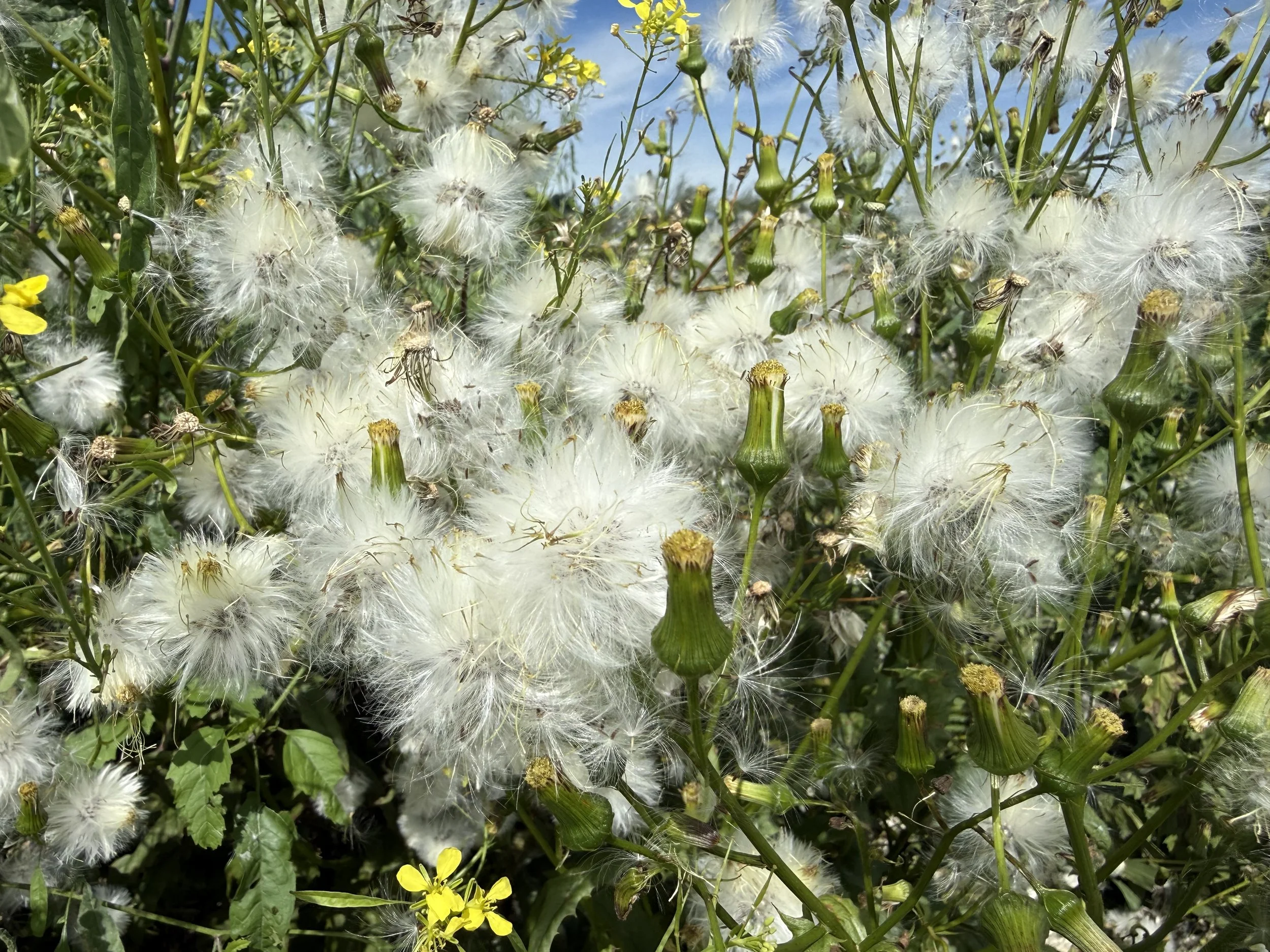 A large mass of burnweed gone to seed on a bright sunny day.