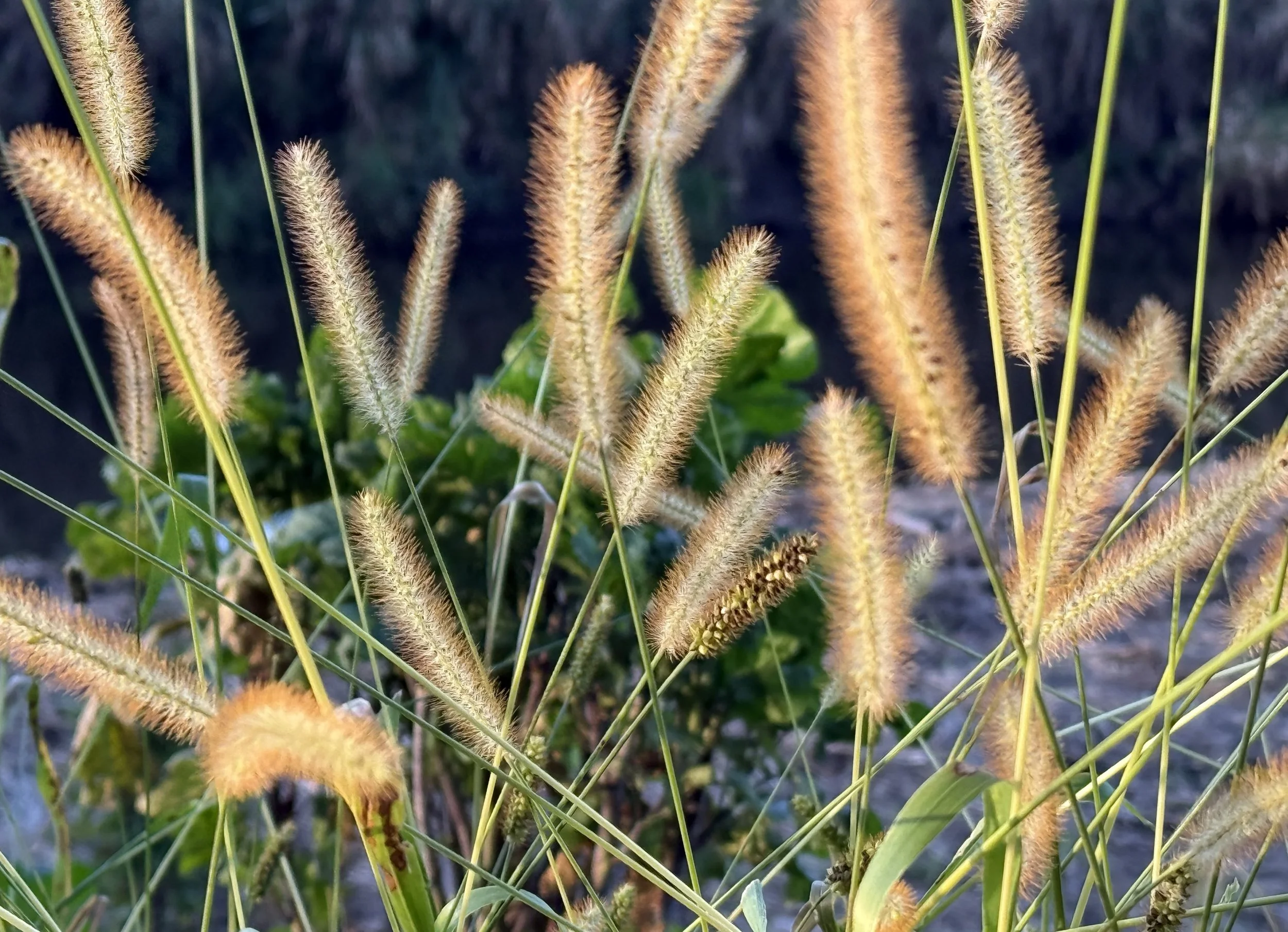Foxtail grasses lit by the sun on a bright October day.