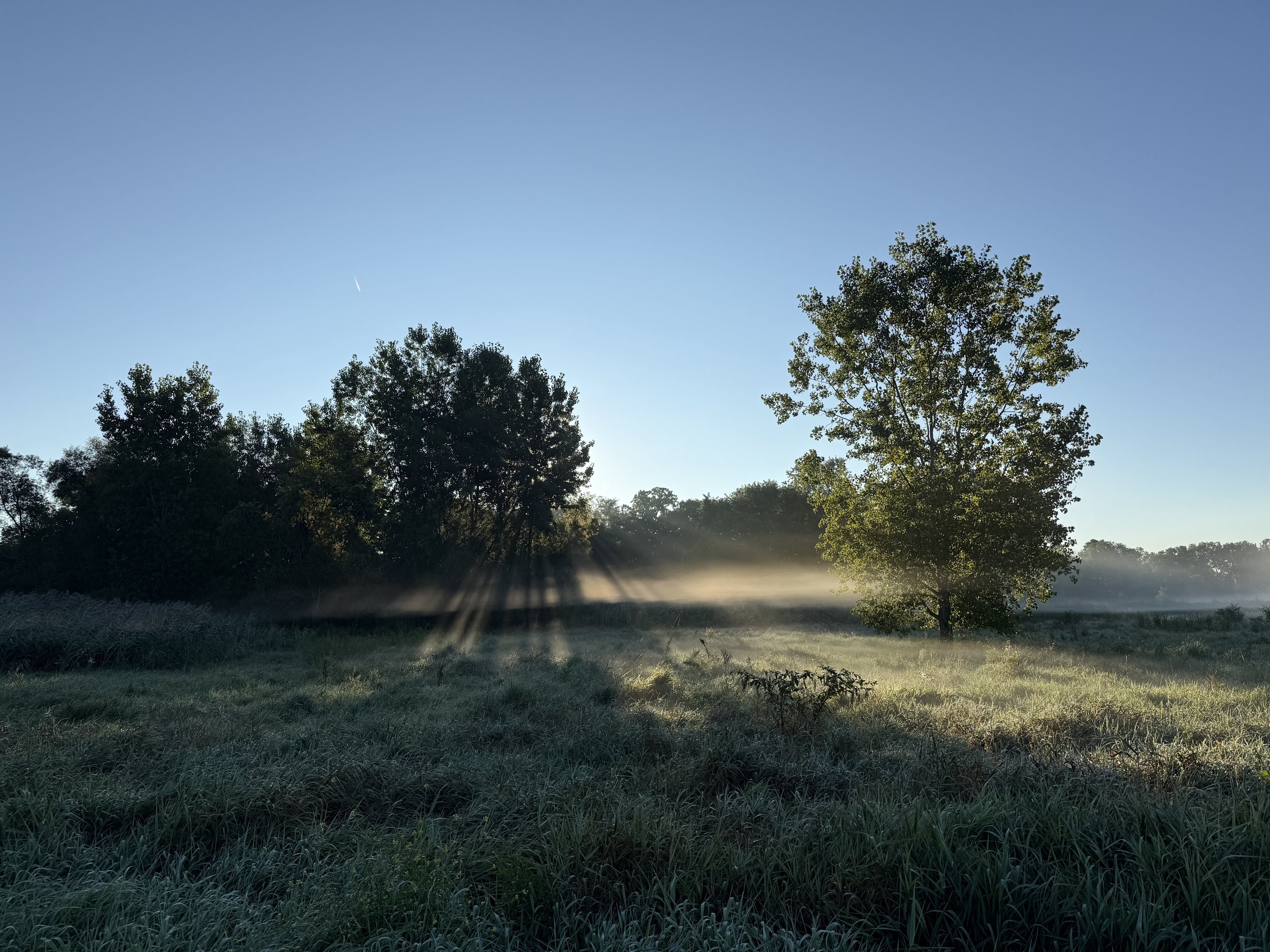 A view of grasslands in morning the sunrise light coming through two trees in fog.