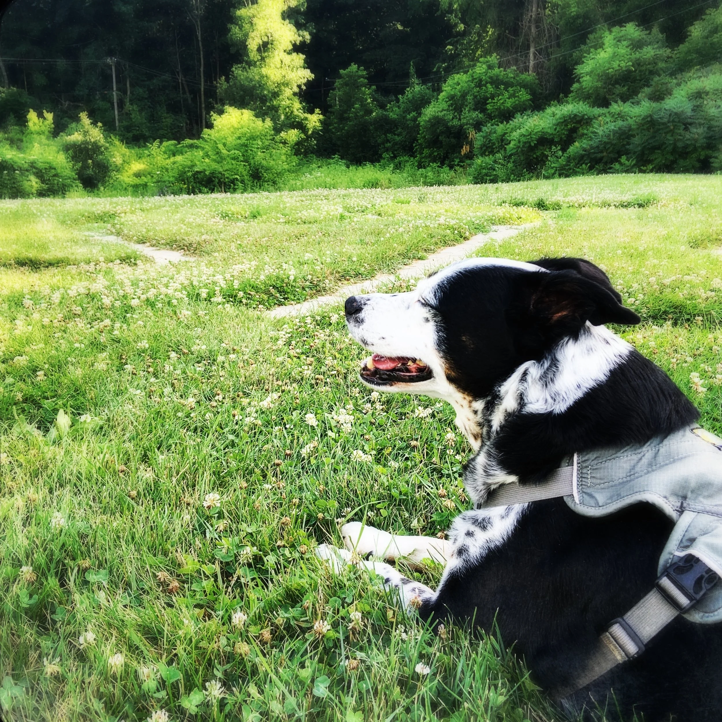 A black and white dog stands lies in the grass looking at a forest on a summer day with the person who loves him most.
