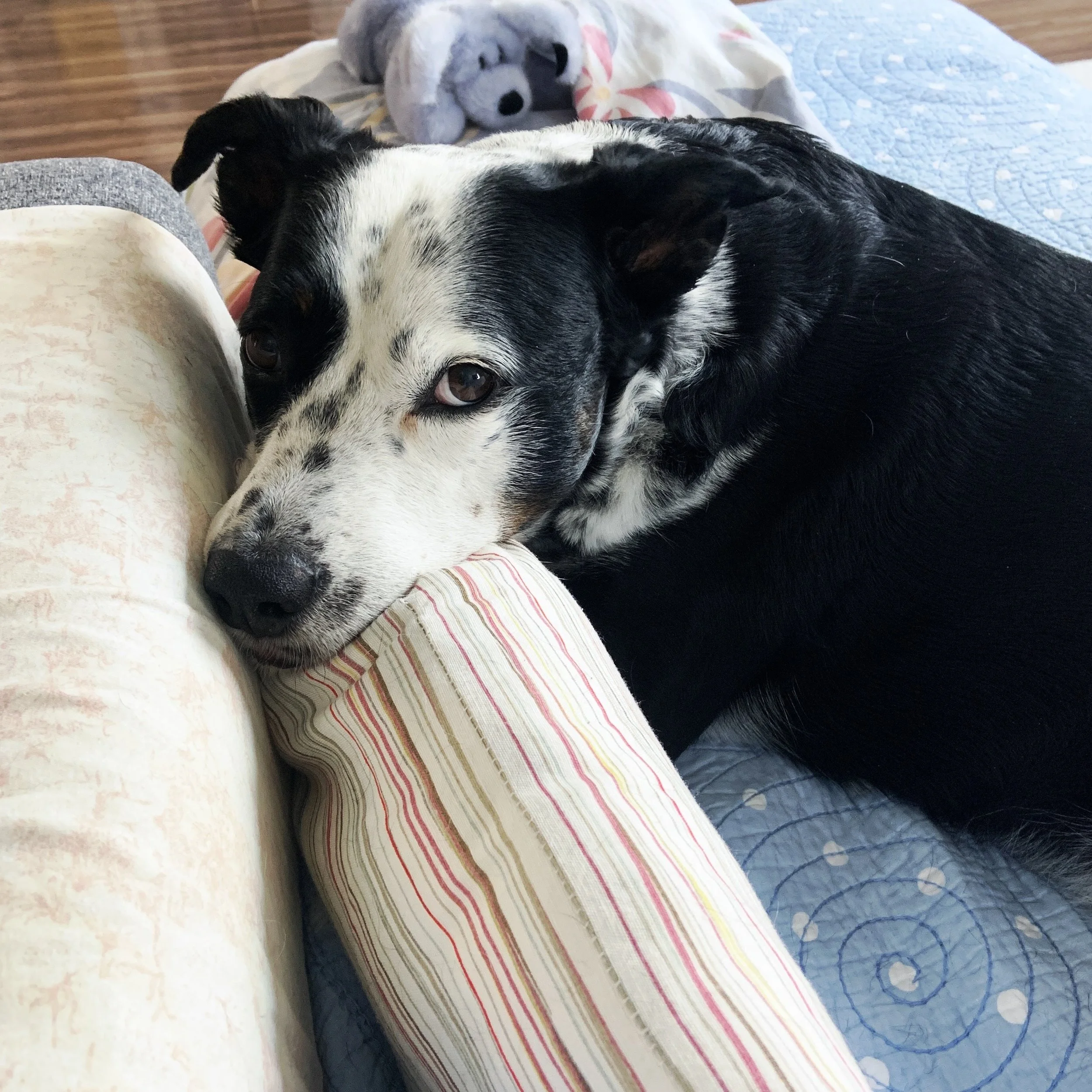 A black and white dog with his chin resting on a pillow on a couch looking at the person who loves him most.