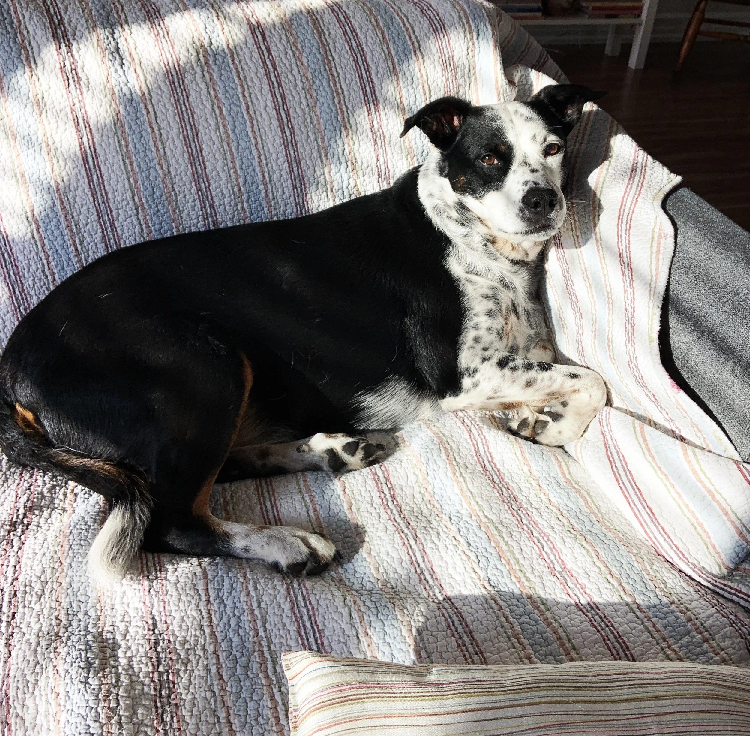 A black and white dog lies in the sun on a couch looking at the person who loves him most.