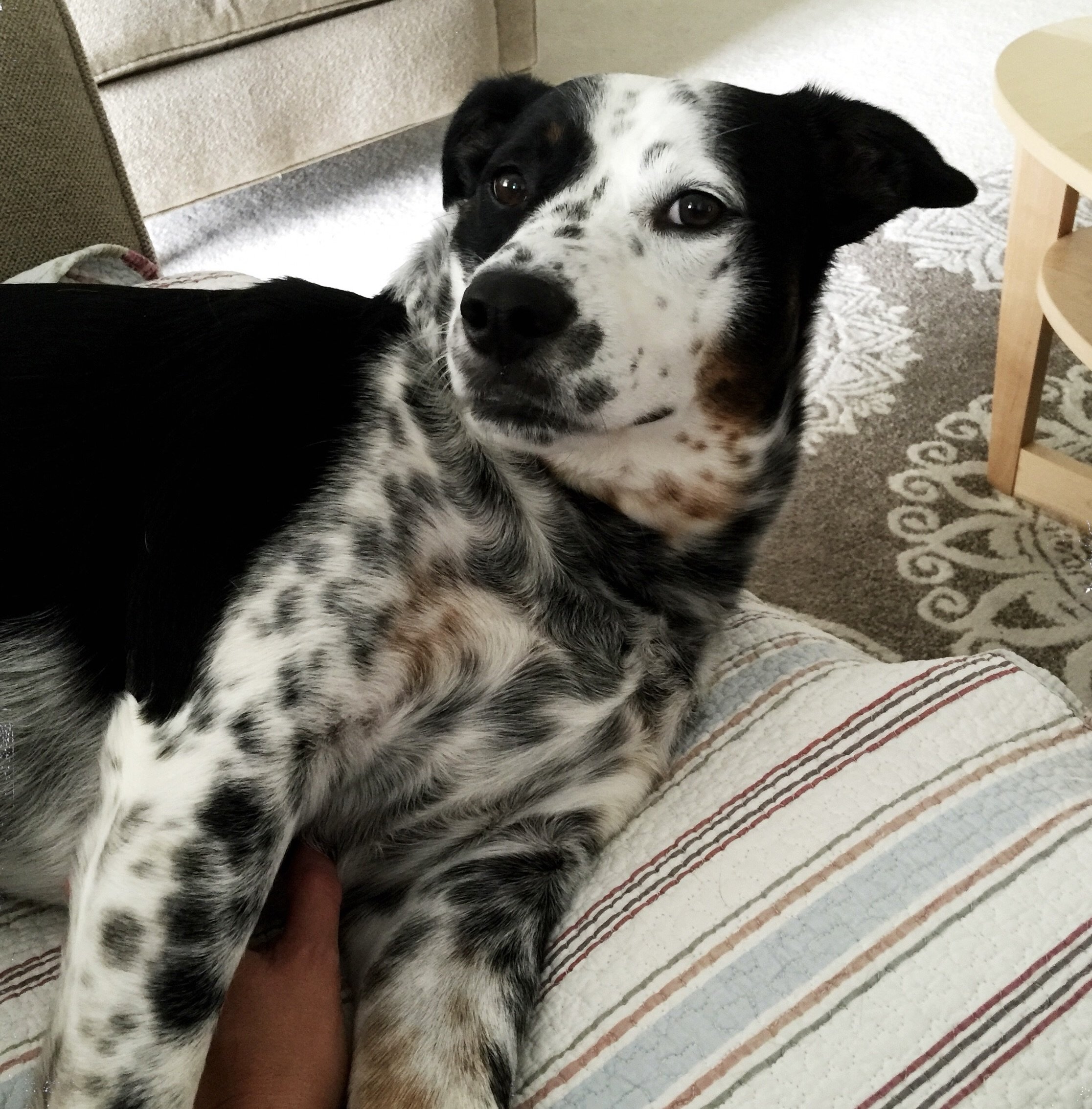 A black and white dog lays on a couch contentedly looking at the person who loves him most.