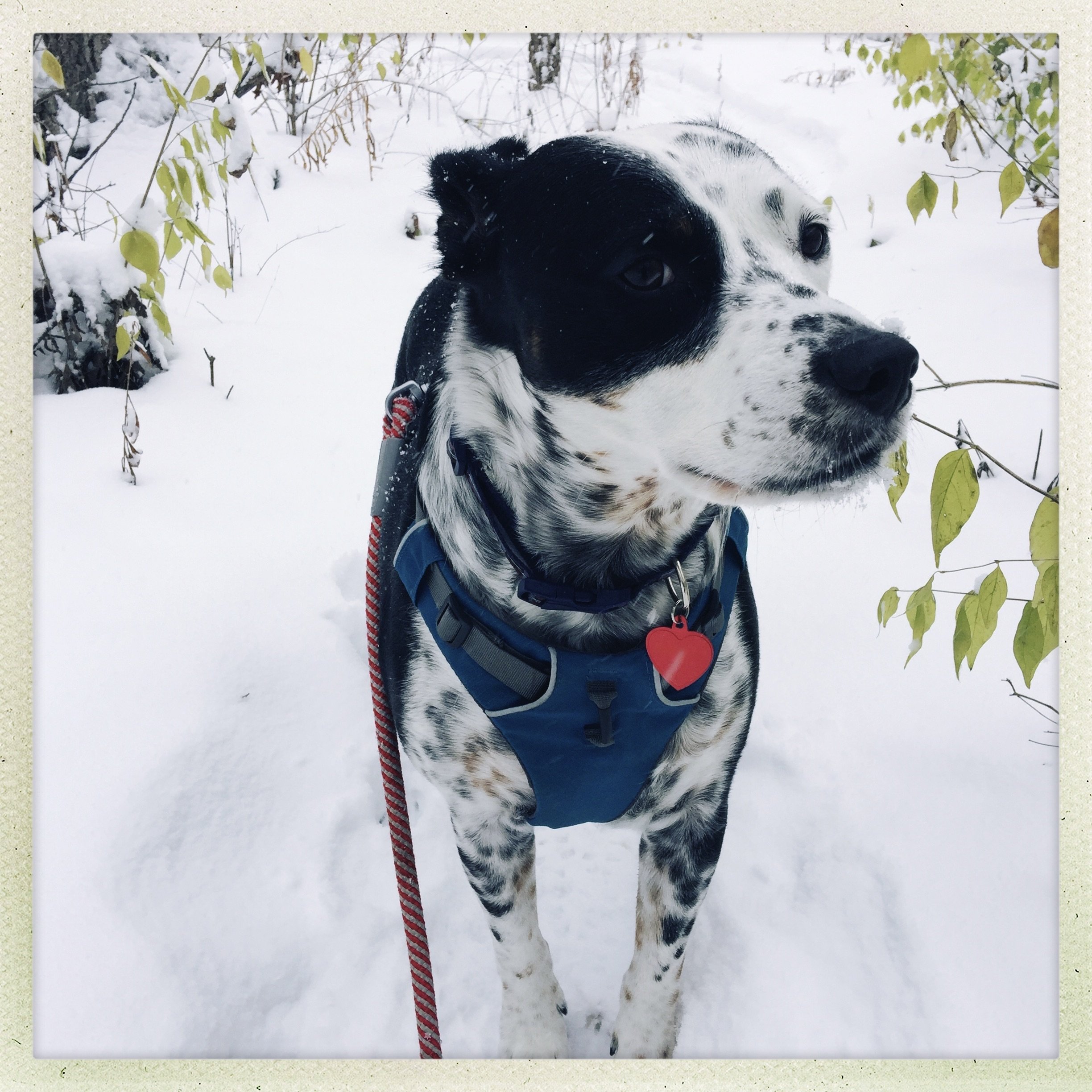 A black and white dog pauses on a snowy path looking at the person who loves him most.