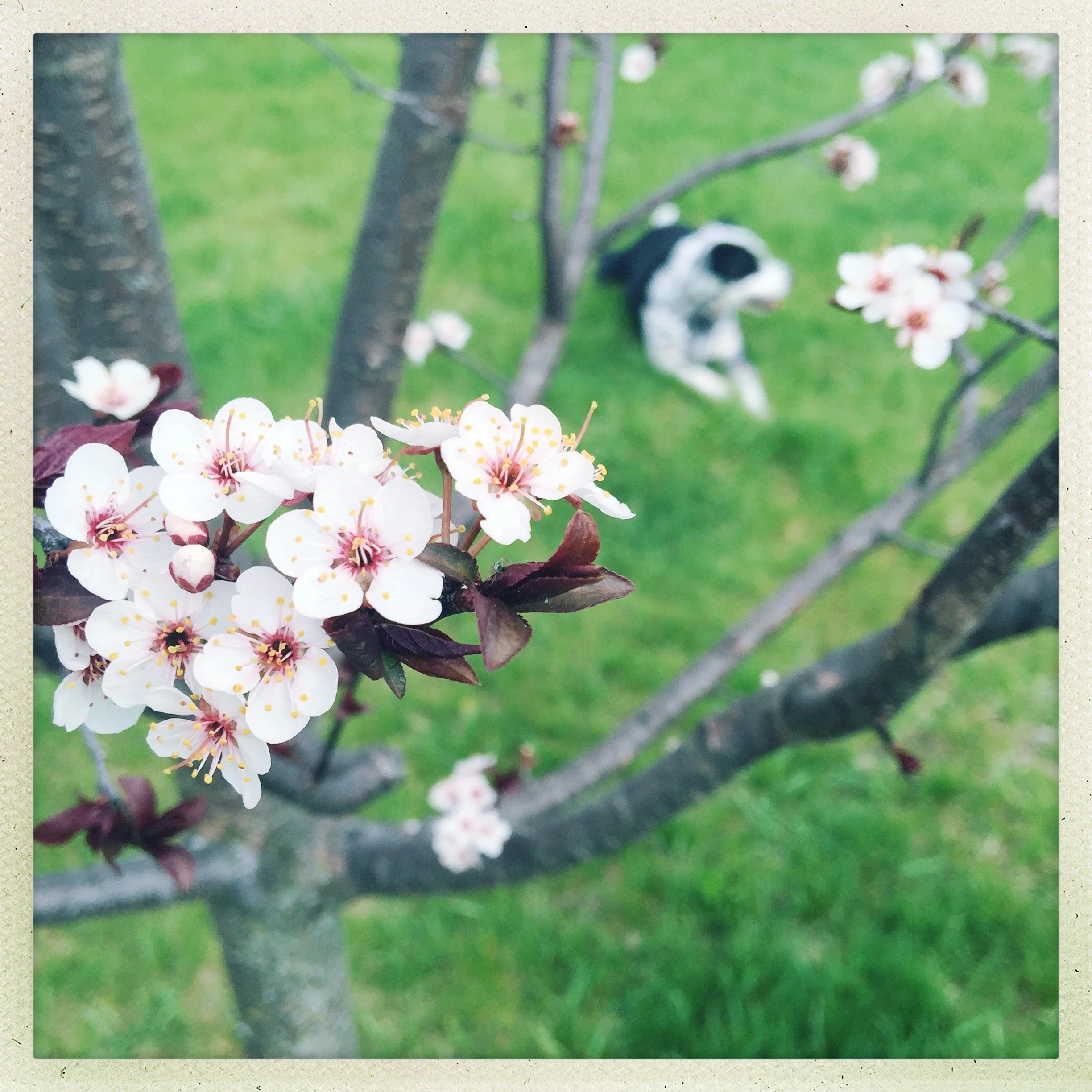 A black and white dog lays smiling in the grass looking at the person who loves him most.