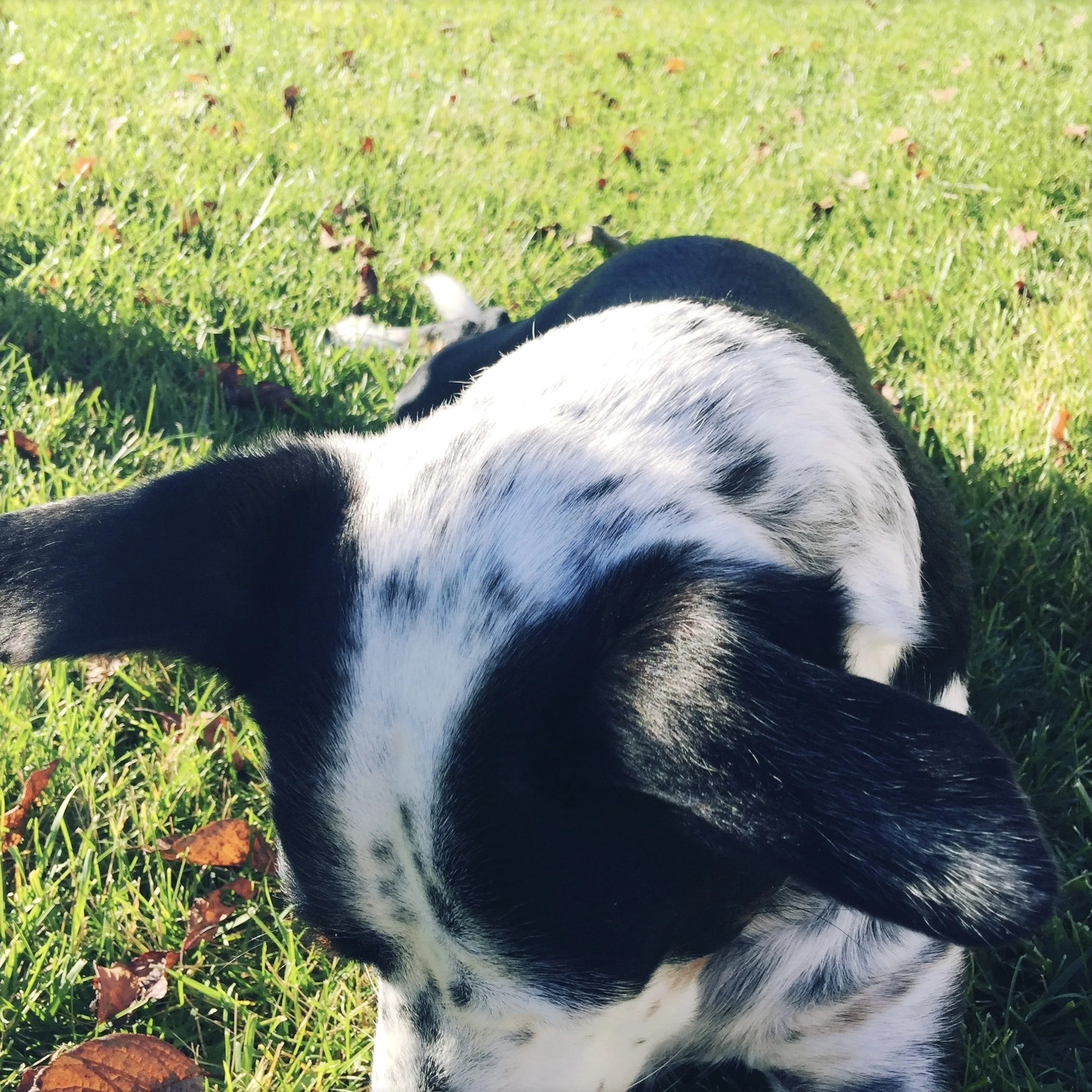 A black and white dog sitting in the grass looking down on a sunny day with the person who loves him most.