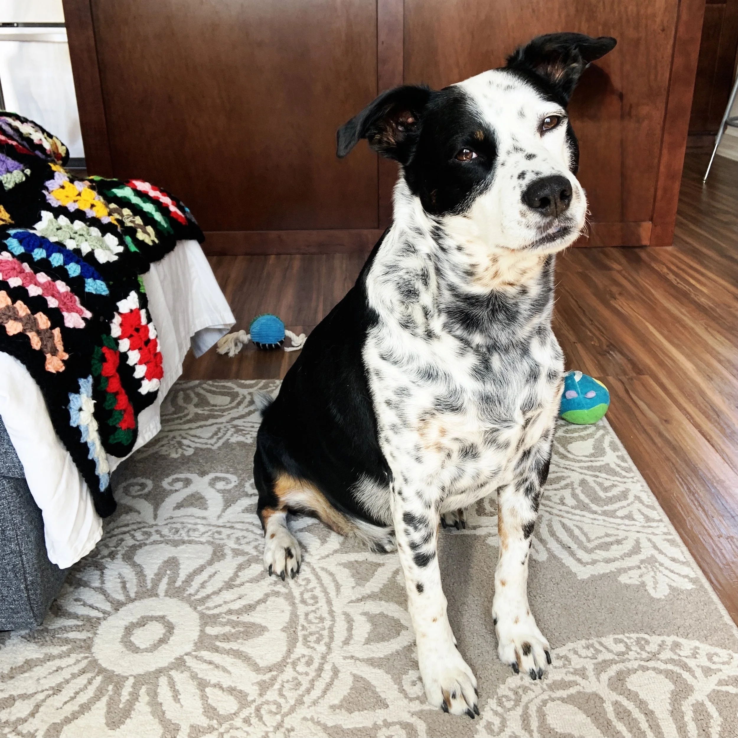 A black and white dog stands stands contently in his home looking at the person who loves him most.