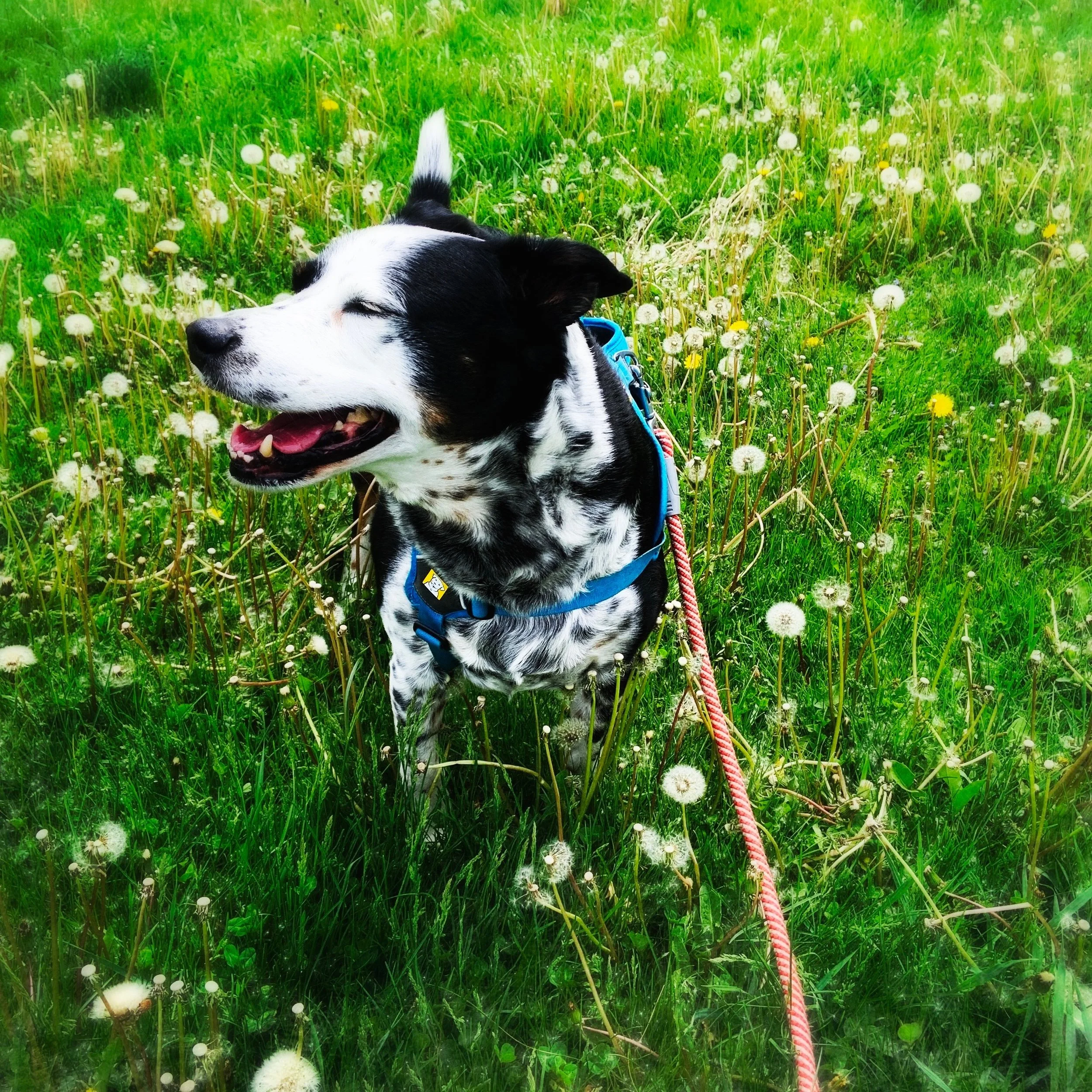 A black and white dog lays stands happily in a field of dandelions in spring with the person who loves him most.