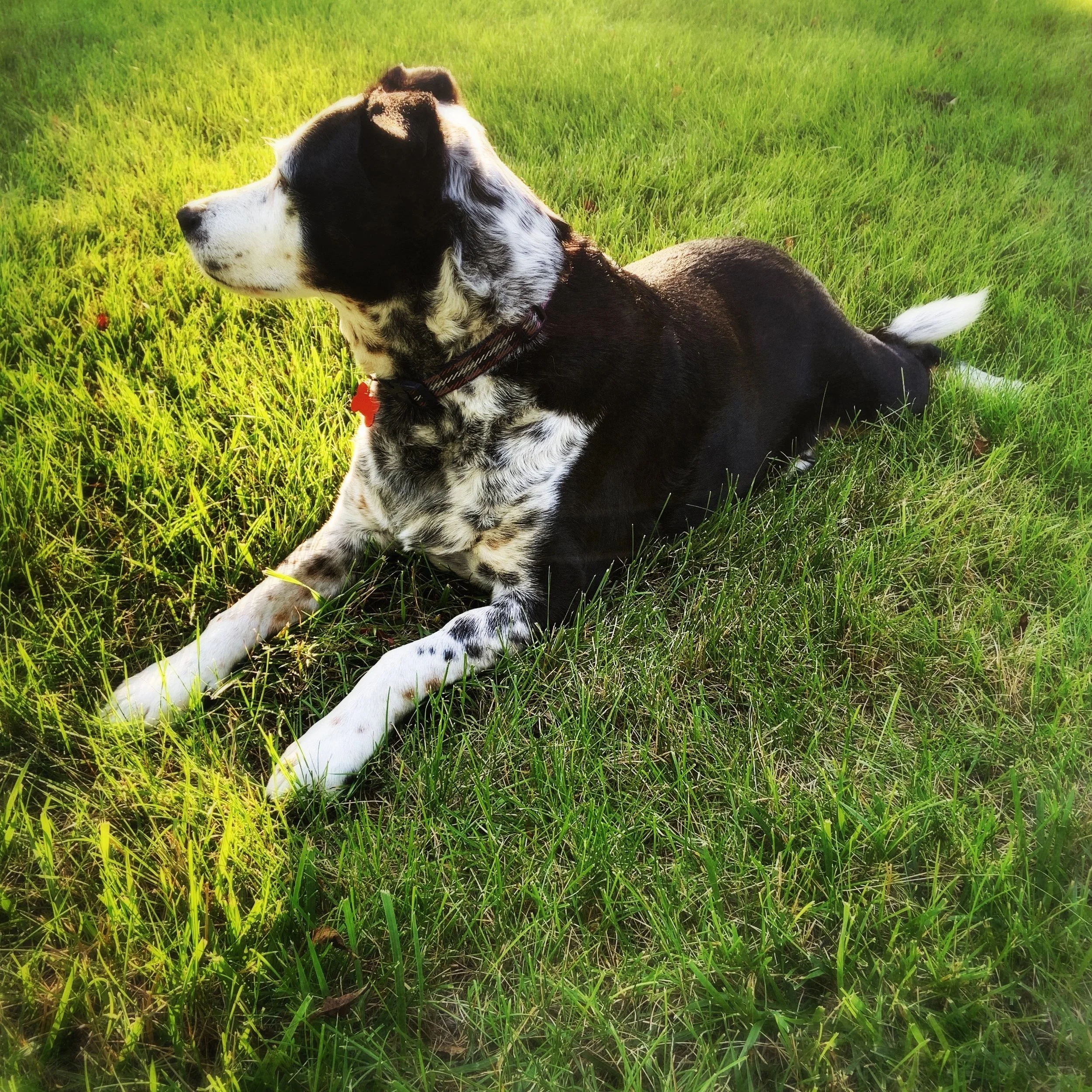 black and white dog laying in spring grass with the person who loves him most.