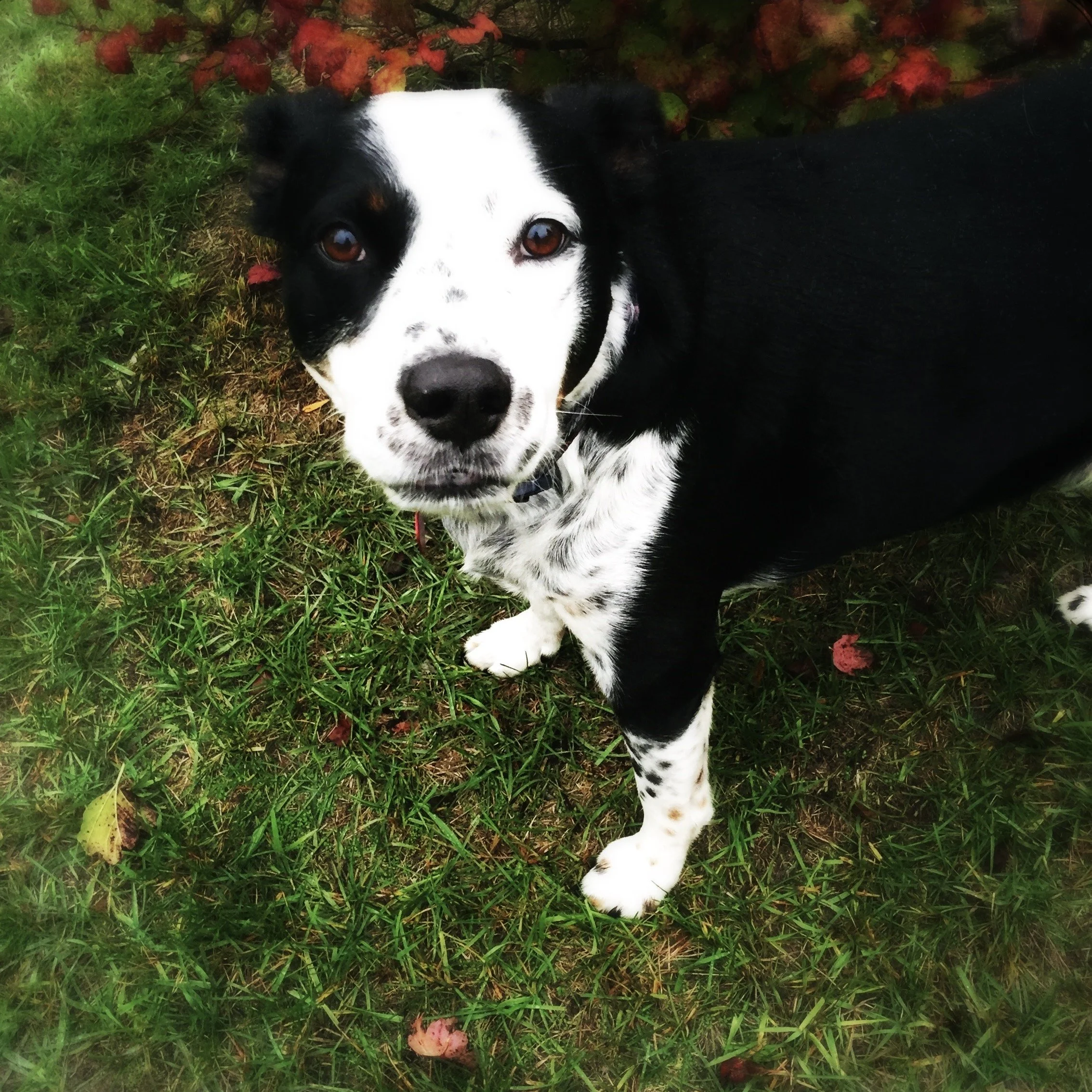 A black and white dog stands stands outside in grass looking with soft eyes at the person who loves him most.