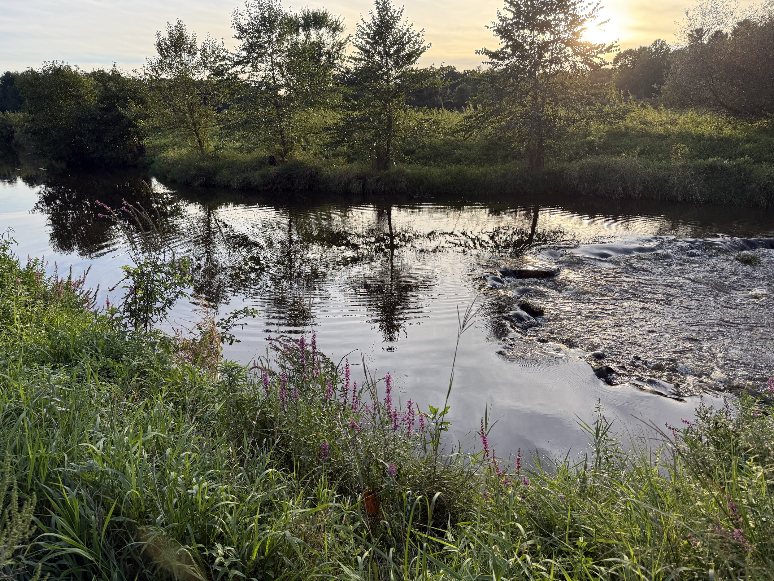 A creek on a September evening with circles made from a fish leaping out.