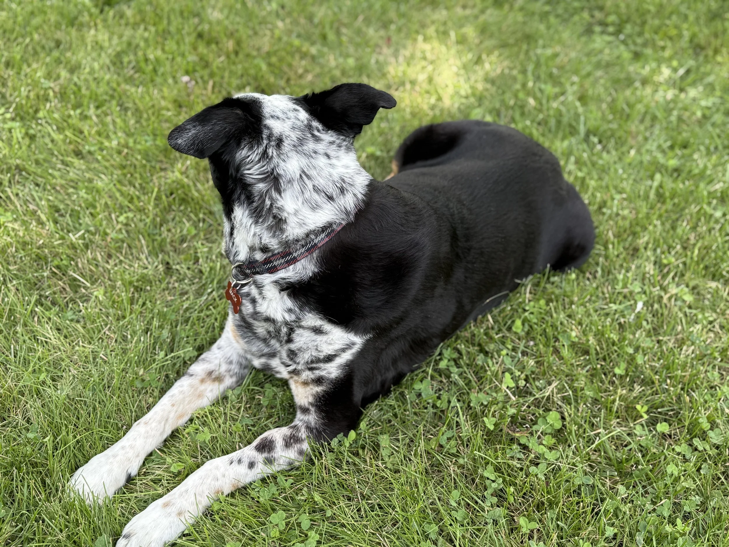 A black and white dog resting contentedly on a couch with the person who loves him most.