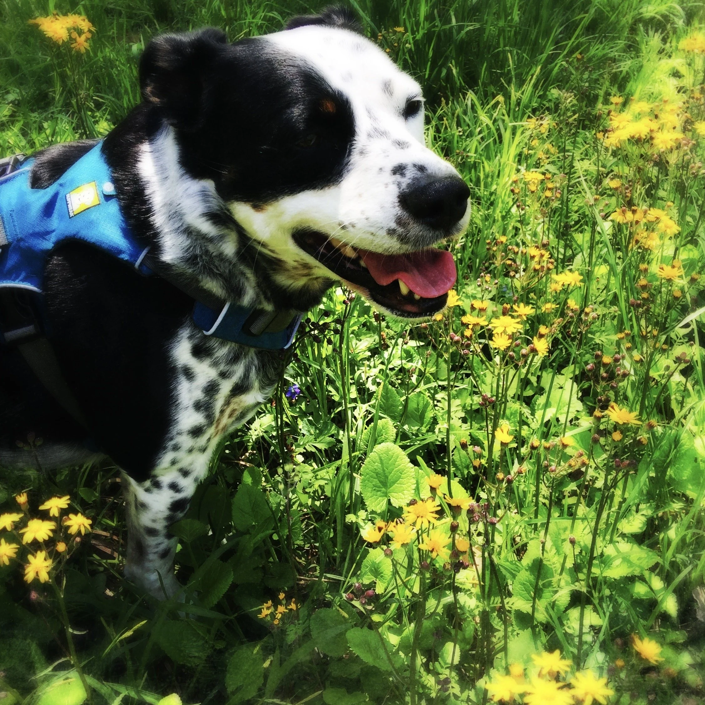 A black and white dog smiles on a wooded path on a sunny day among blooming wildflowers with the person who loves him most.