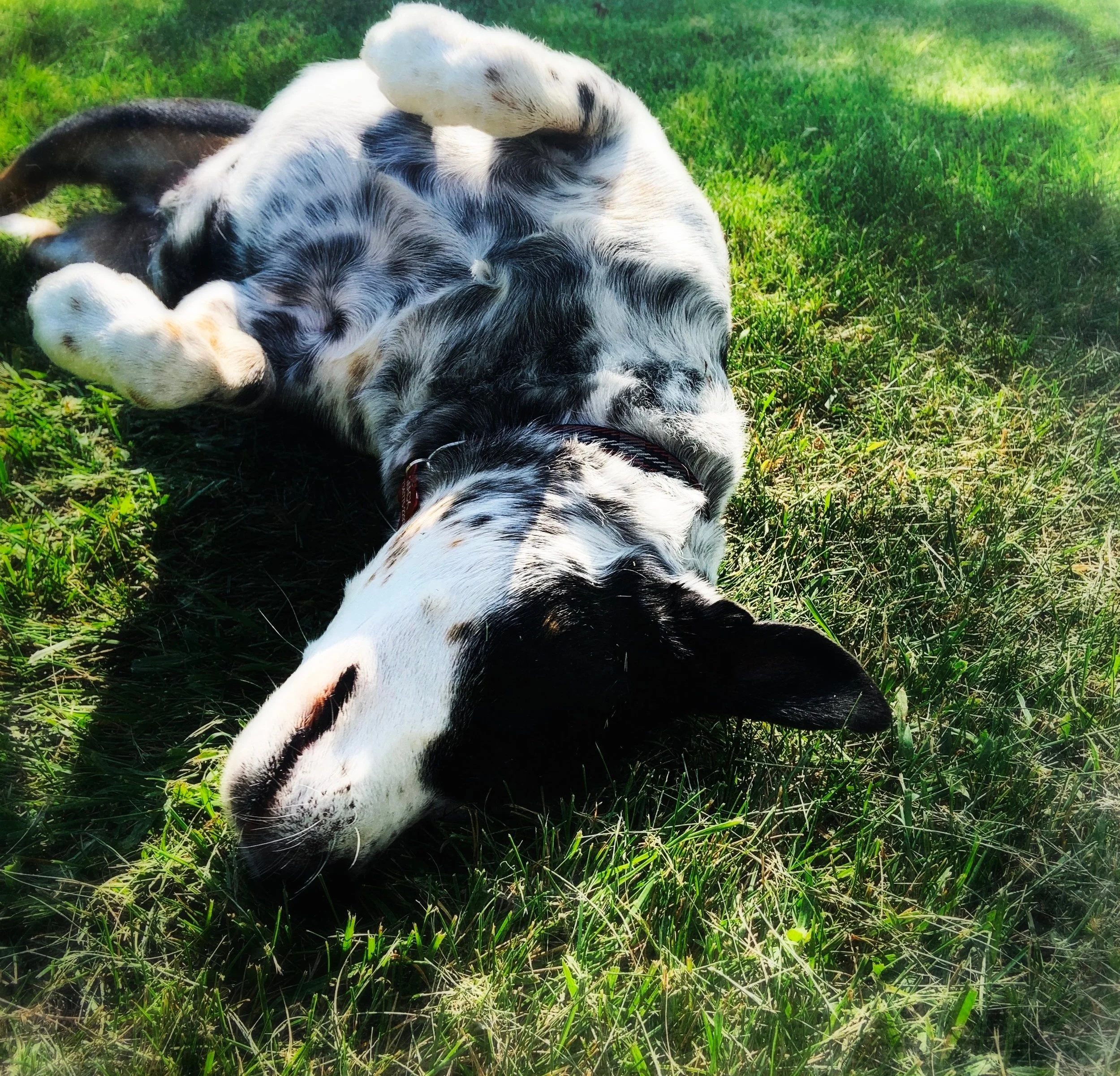 A black and white dog rolls on his back in the grass on a sunny day in May with the person who loves him most.