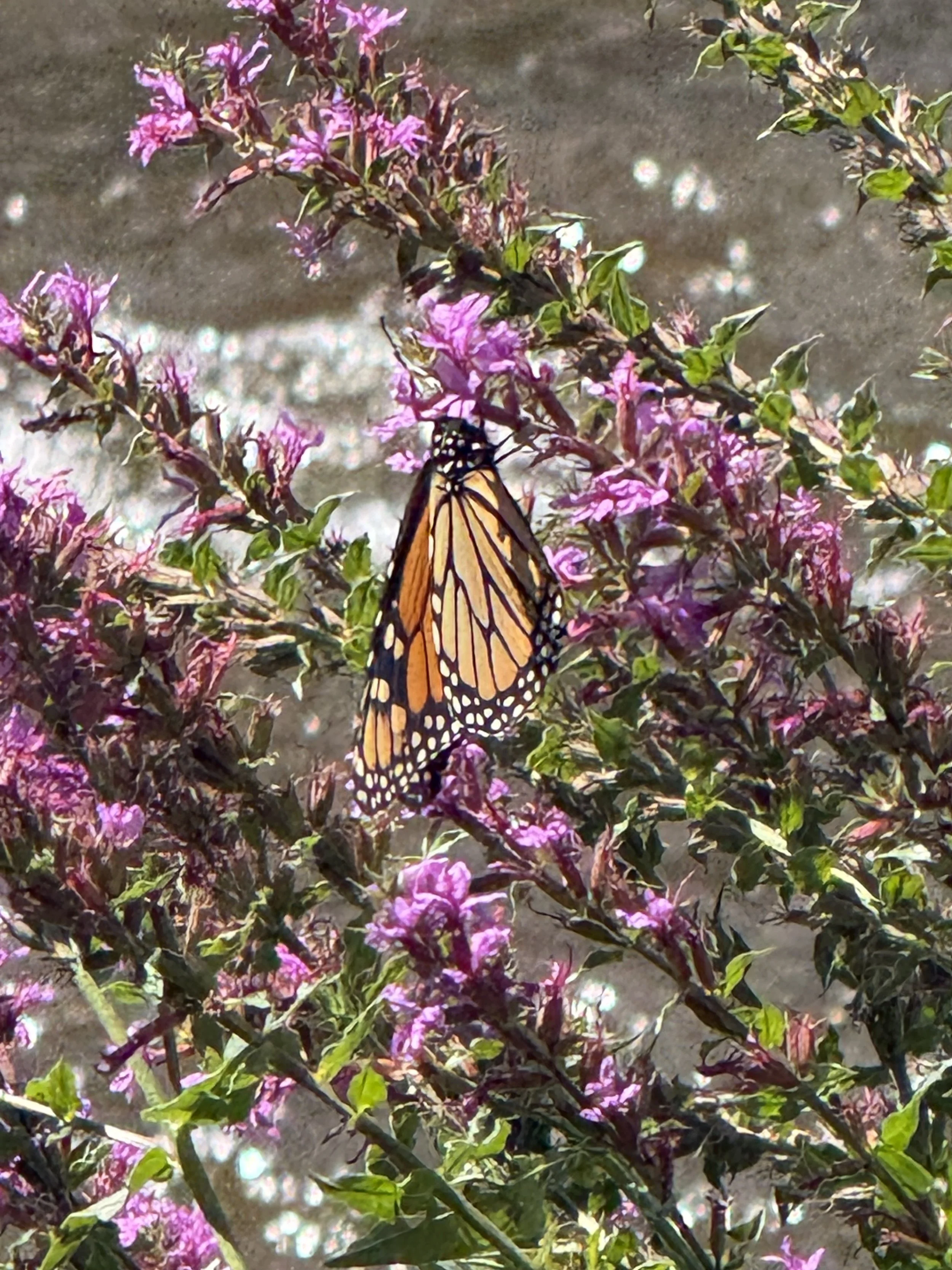 A monarch butterfly feeds on a purple loosestrife at a creek's edge on a September afternoon.