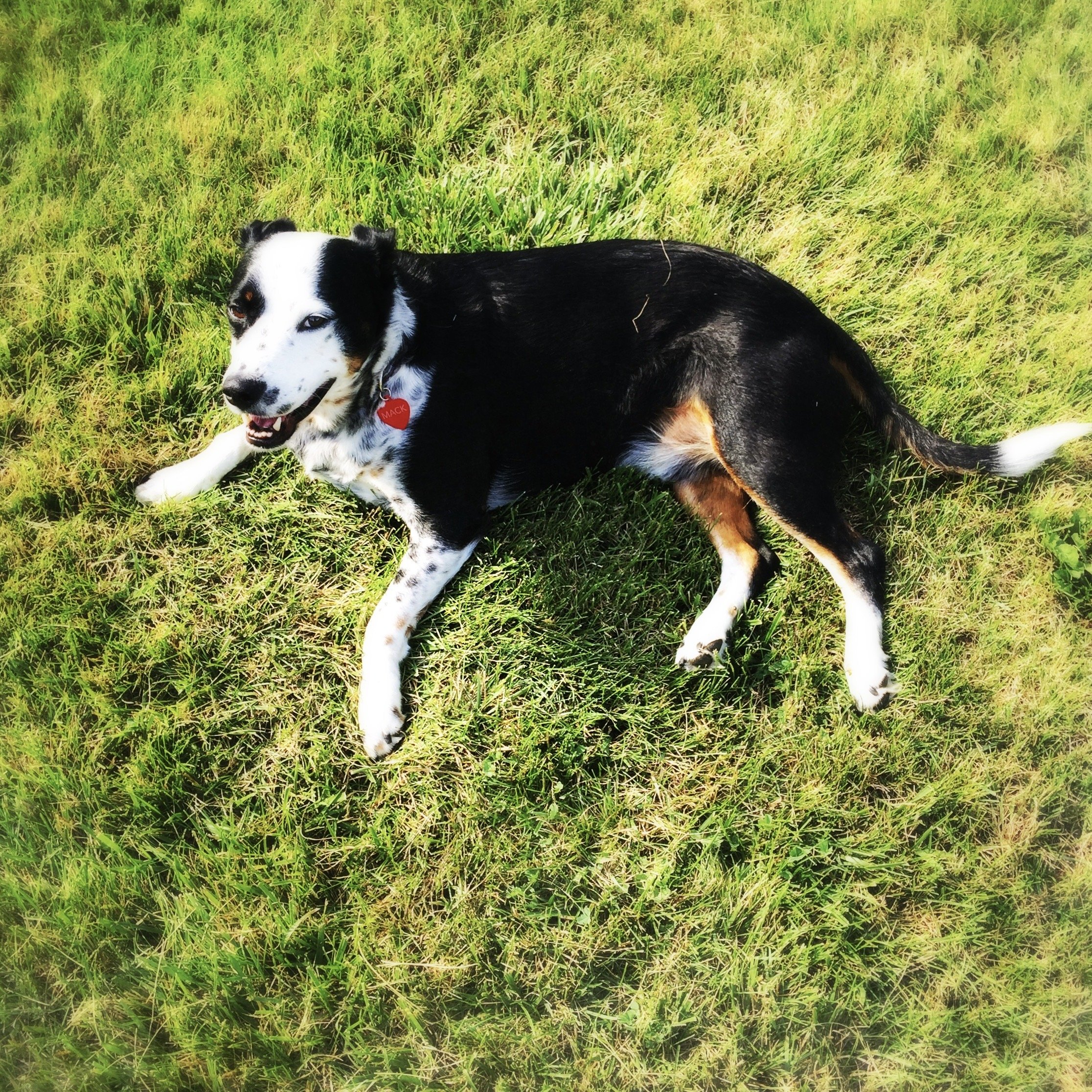 A black and white dog resting in the grass in summer looking at the person who loves him most.