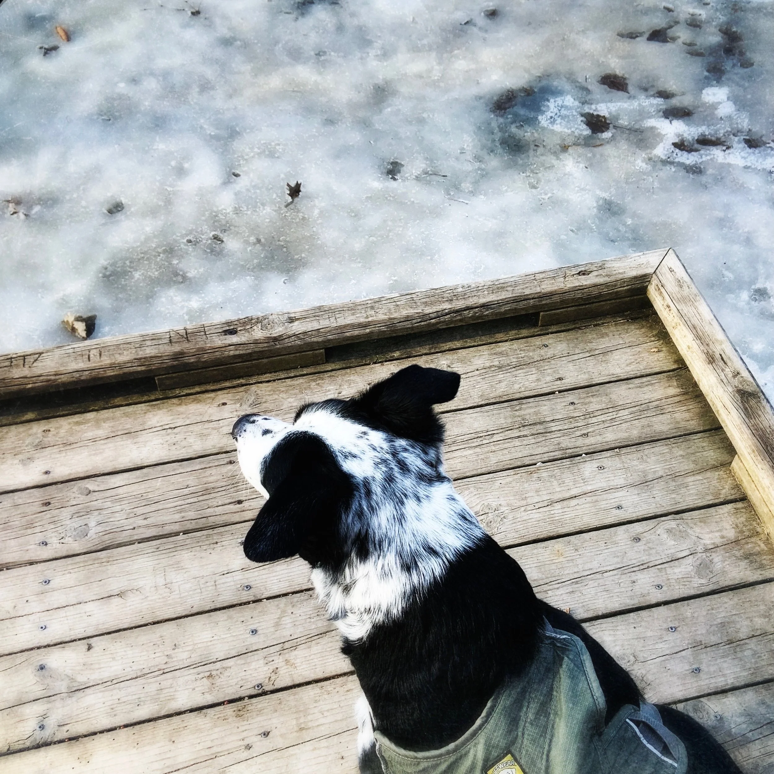 A black and white dog stands at the edge of a dock on a frozen lake with the person who loves him most on him.