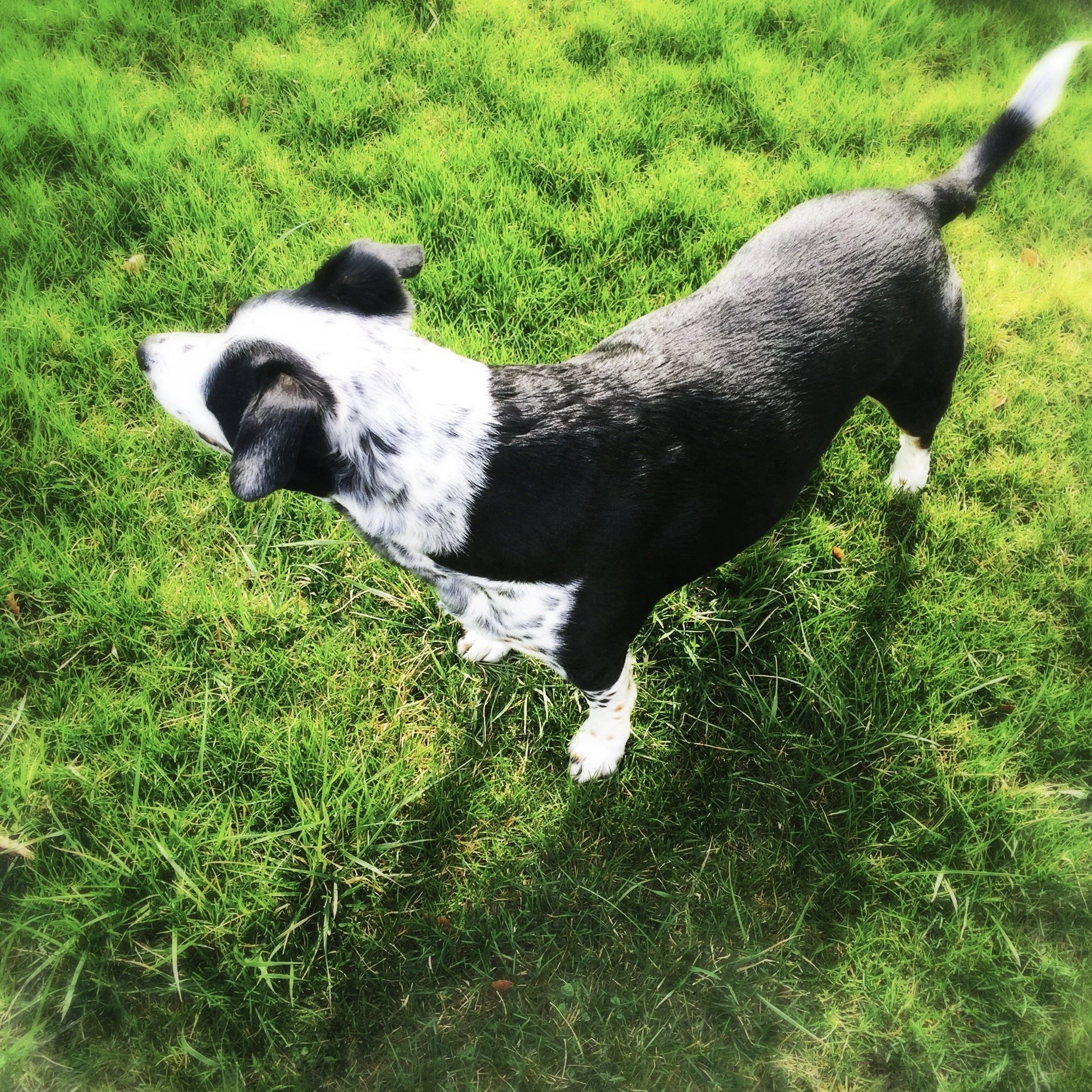 A black and white dog stands curious in the grass with the person who loves him most.