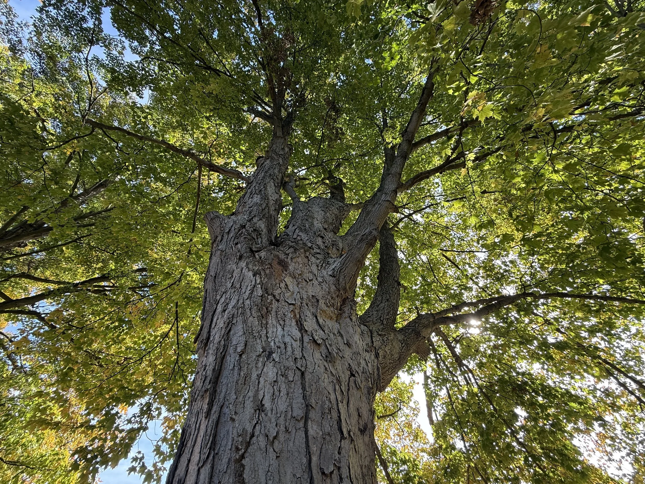 A century maple in October just starting to change color.