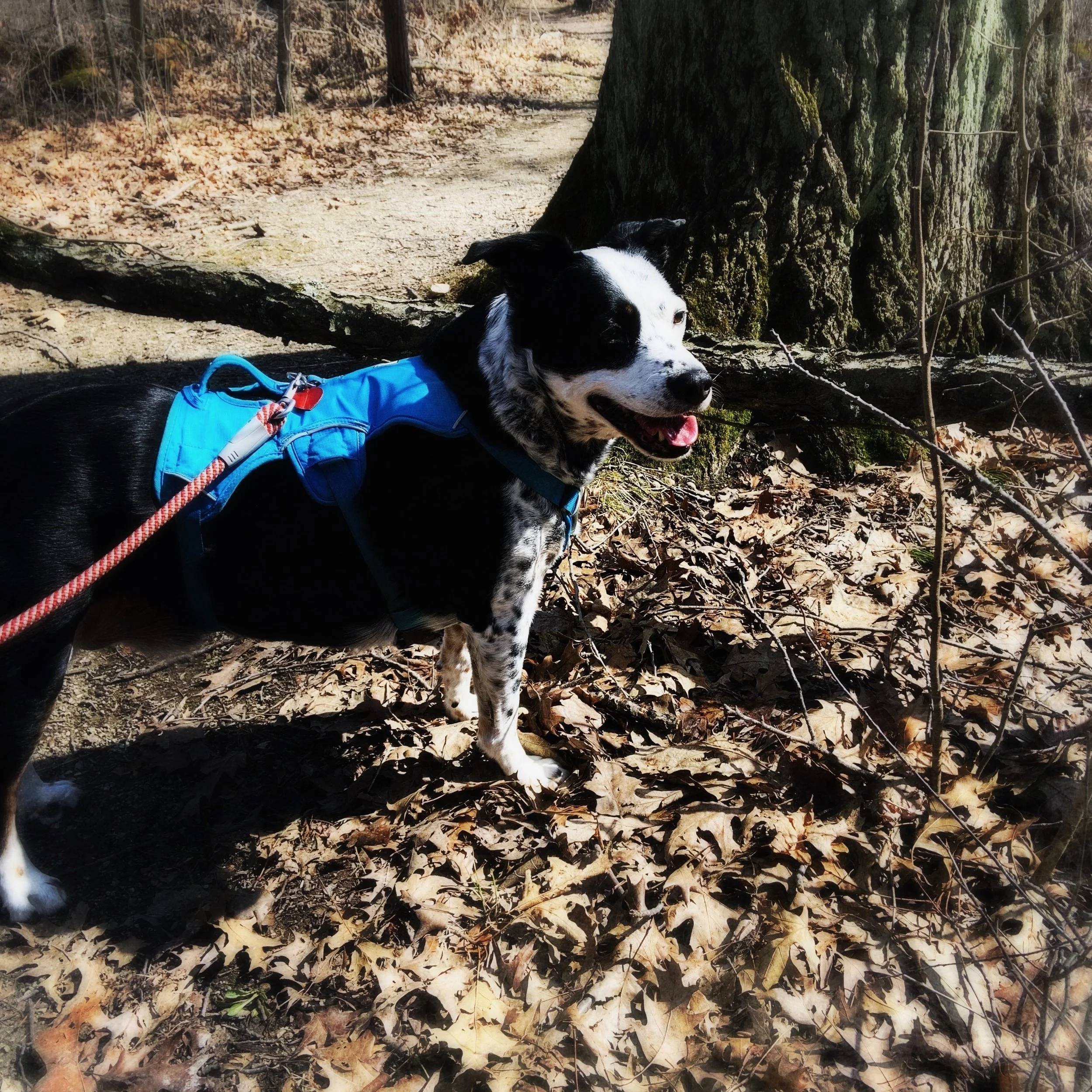 A black and white dog smiling on a forest path in spring with the person who loves him most.