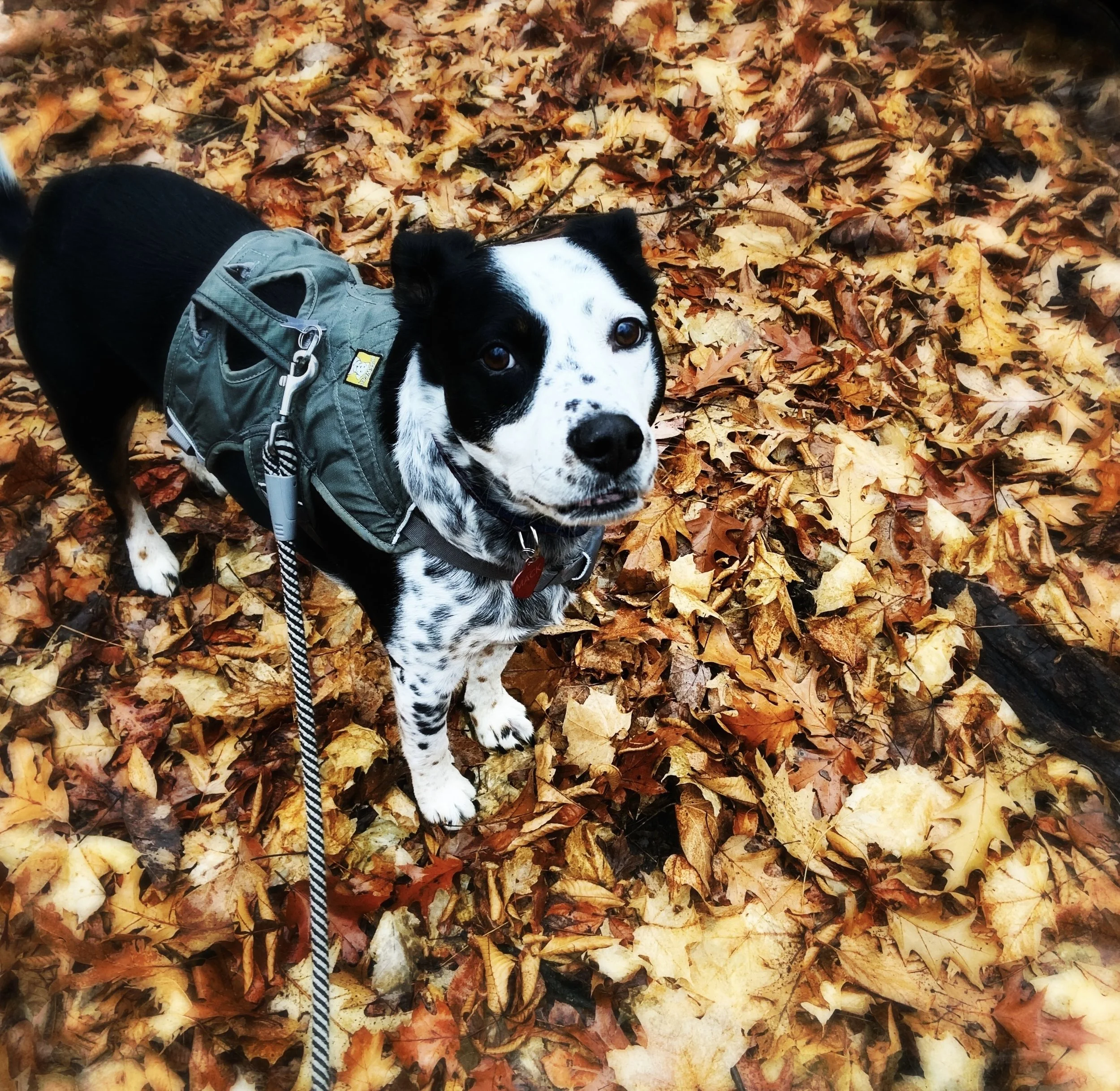 A black and white dog stands in fallen leaves on the forest floor looking at the person who loves him most.
