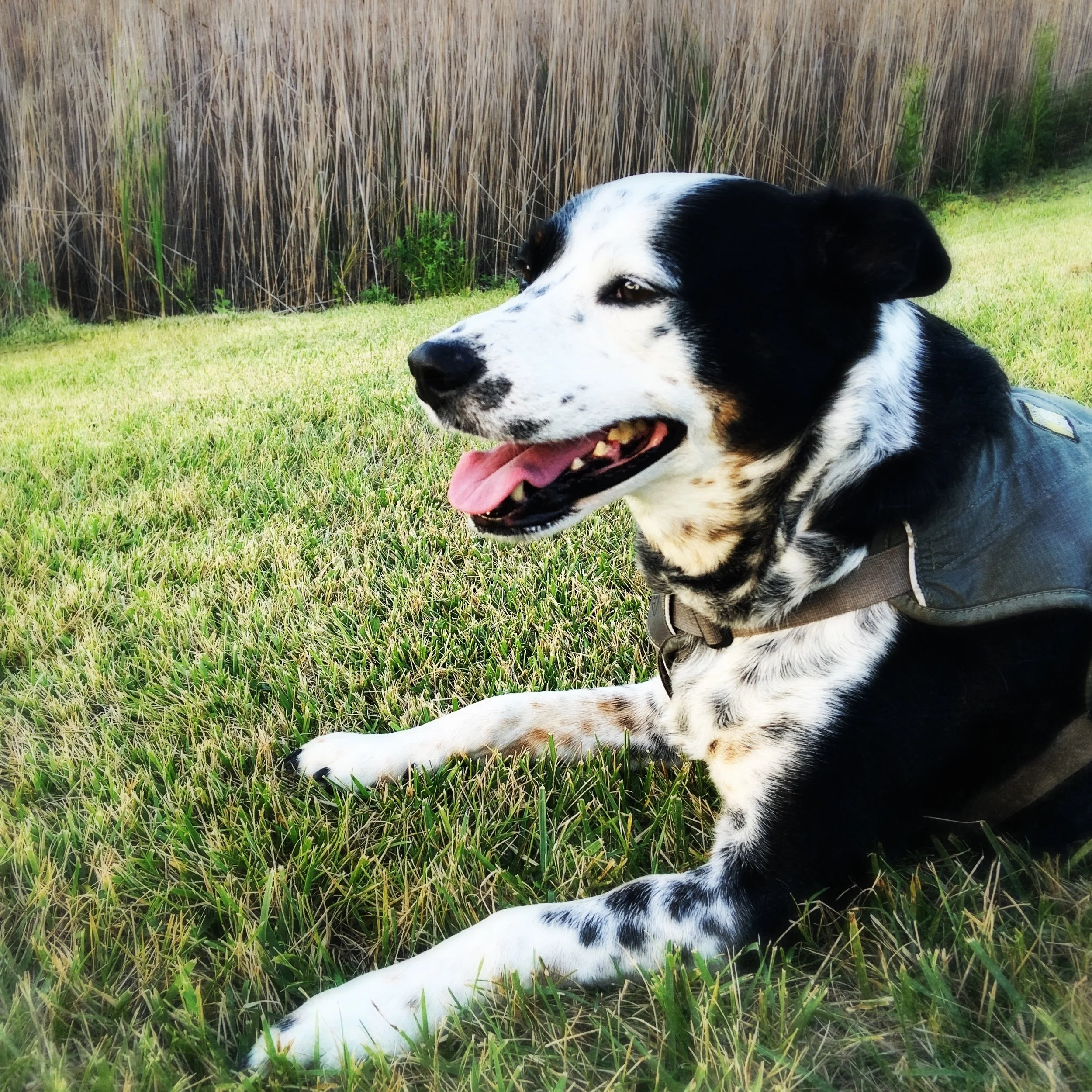 A black and white dog lies in the grass in late summer with the person who loves him most.