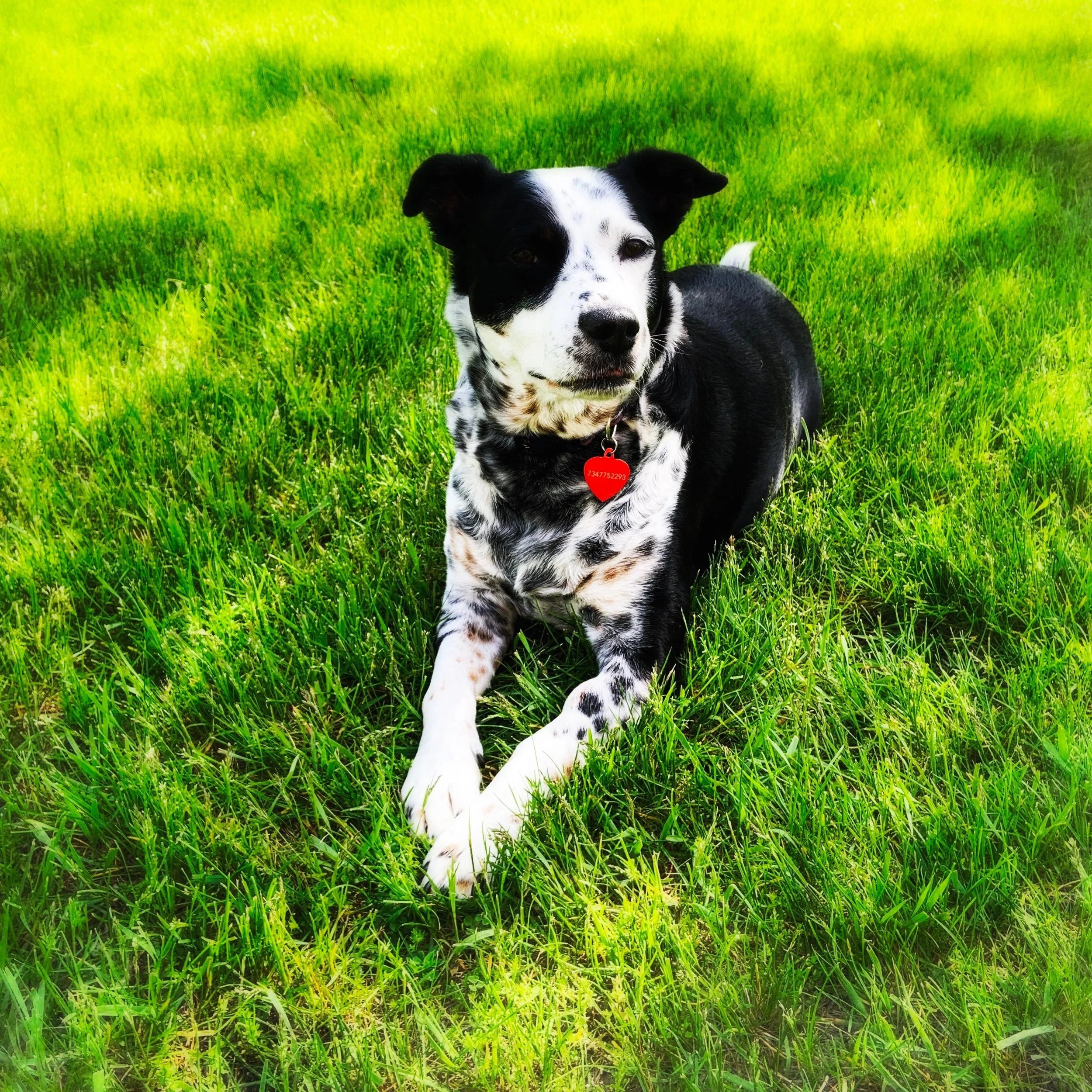 A black and white dog sits in the grass on a sunny day looking at the person who loves him most.
