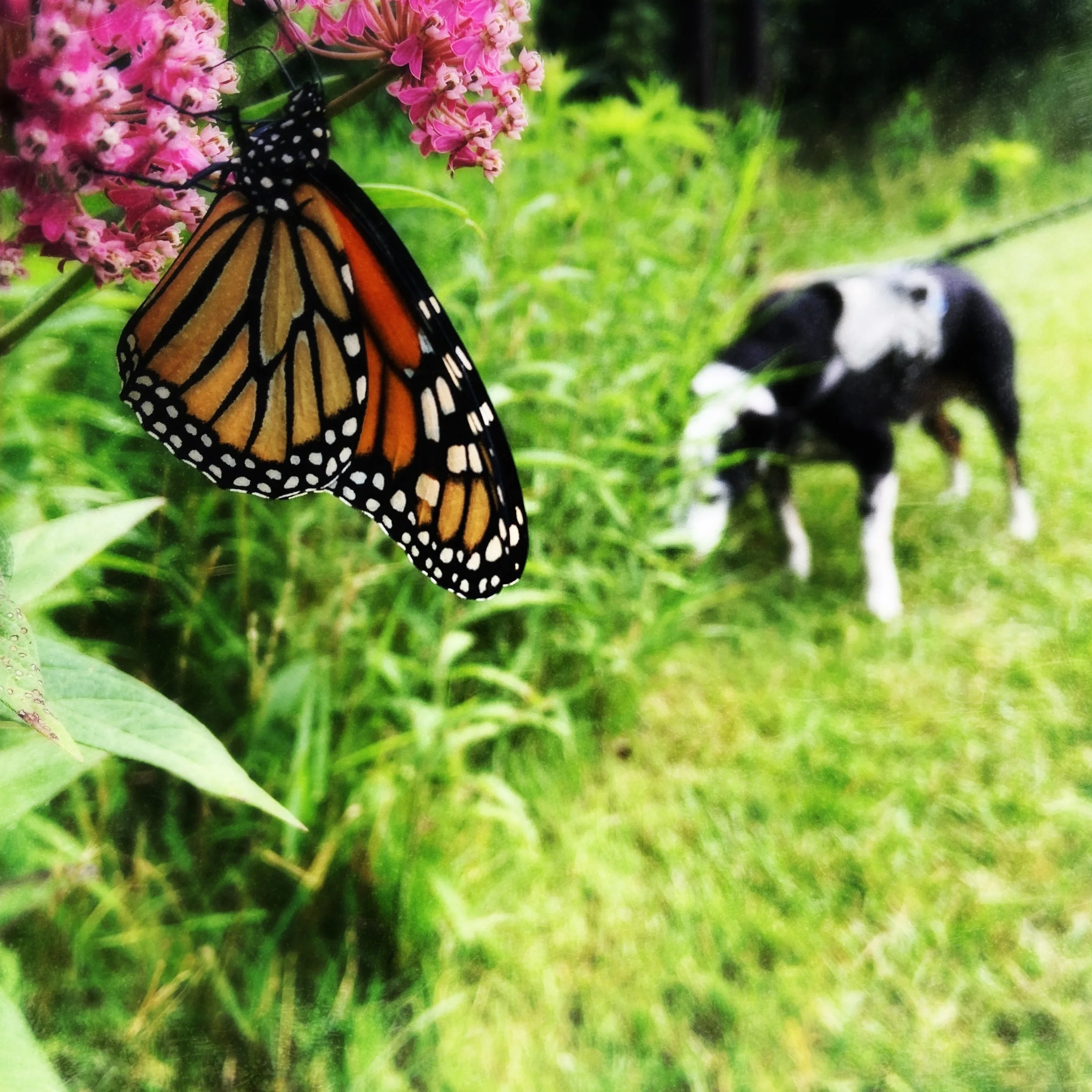A black and white dog stands sniffing tall grass in the background with a monarch butterfly feeding on a milkweed bloom in the foreground, with the person who loves him most.