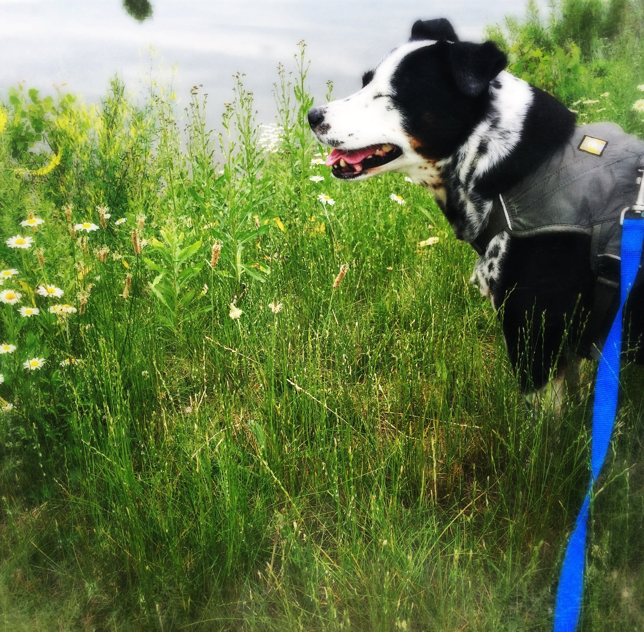 A black and white dog stands in profile with his eyes closed next to tall grasses, wildflowers, and a small pond with the person who loves him most.