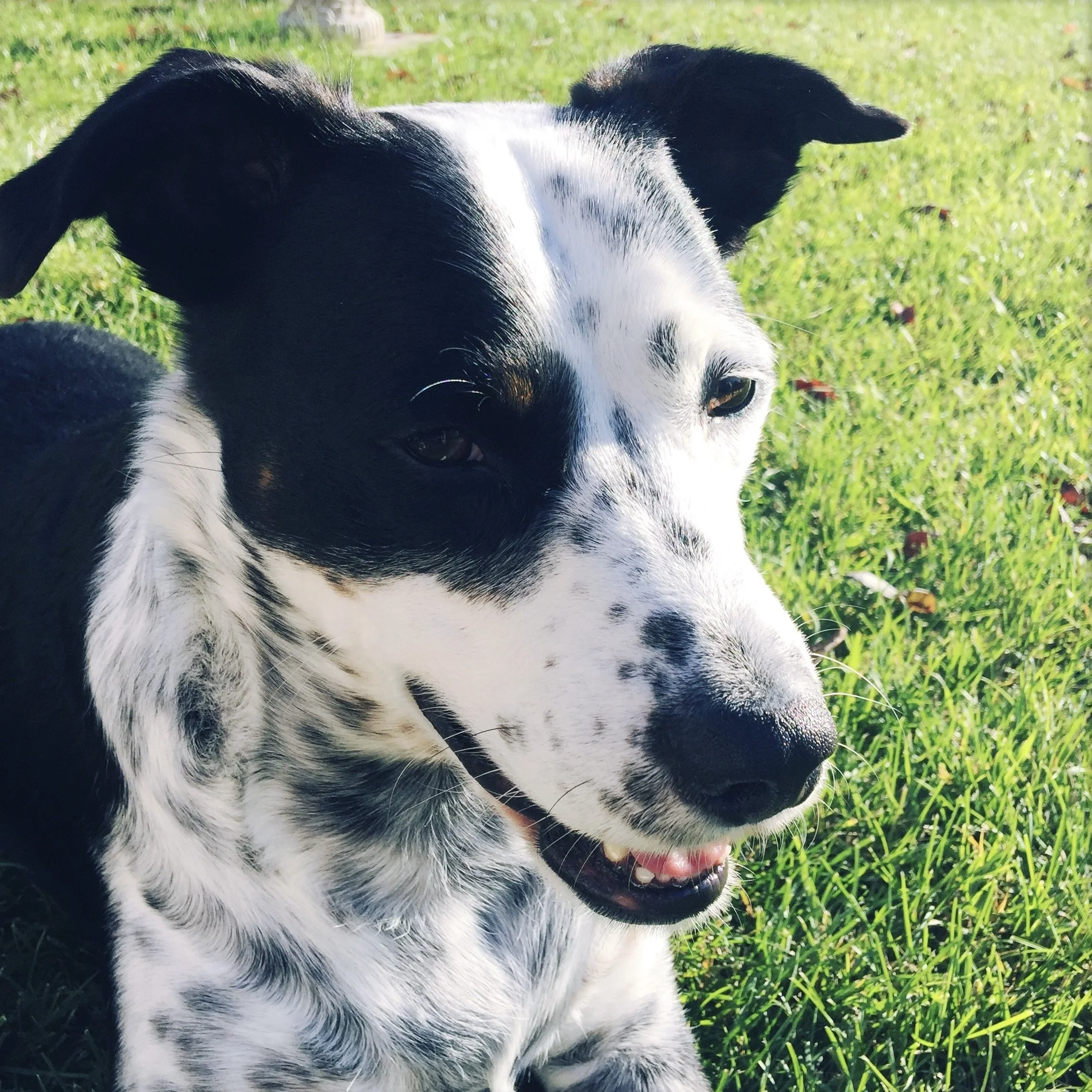 A black and white dog sitting in the grass smiling on a sunny day with the person who loves him most.