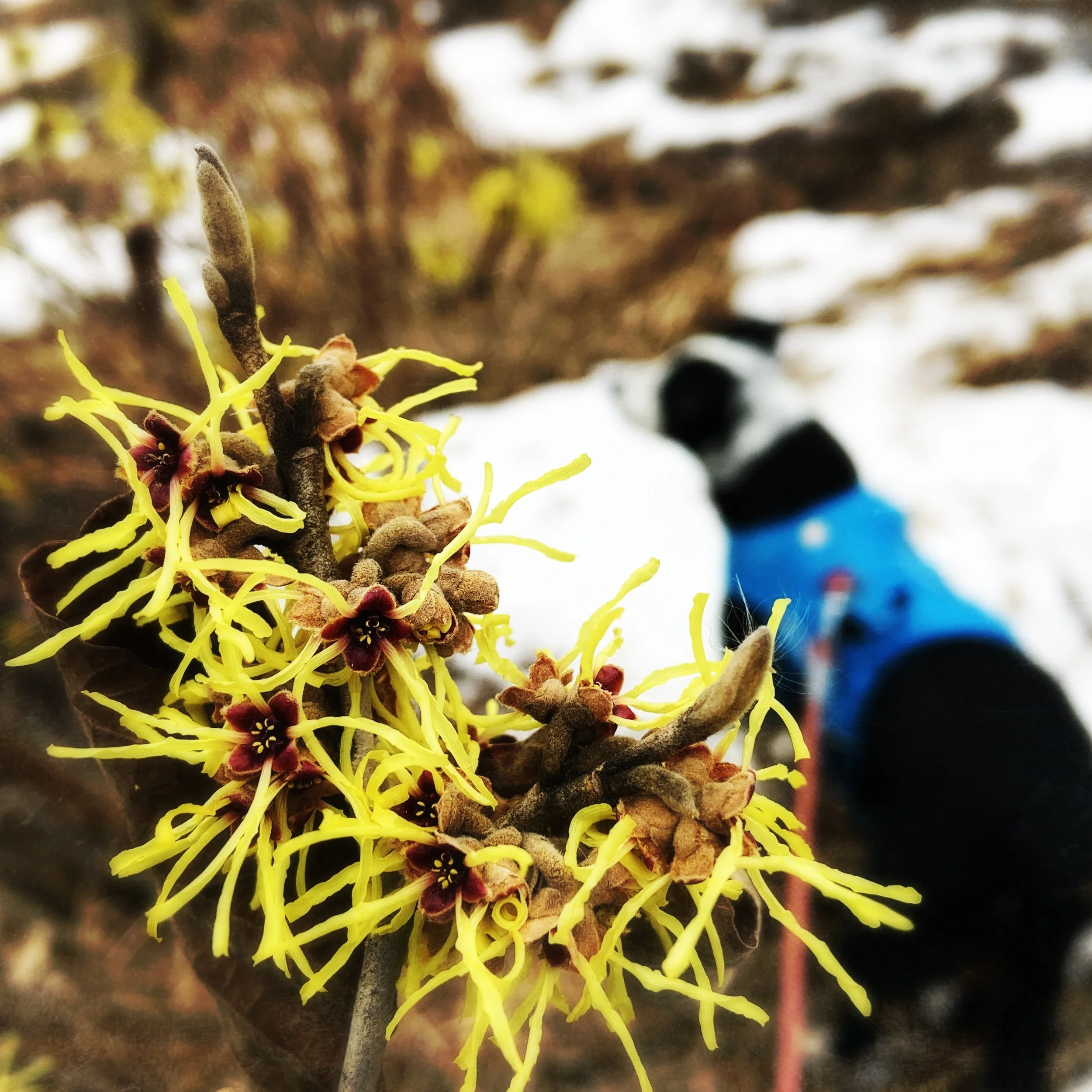 A black and white dog stands looking in winter in the background and witch hazel blooming in the foreground, with the person who loves him most.