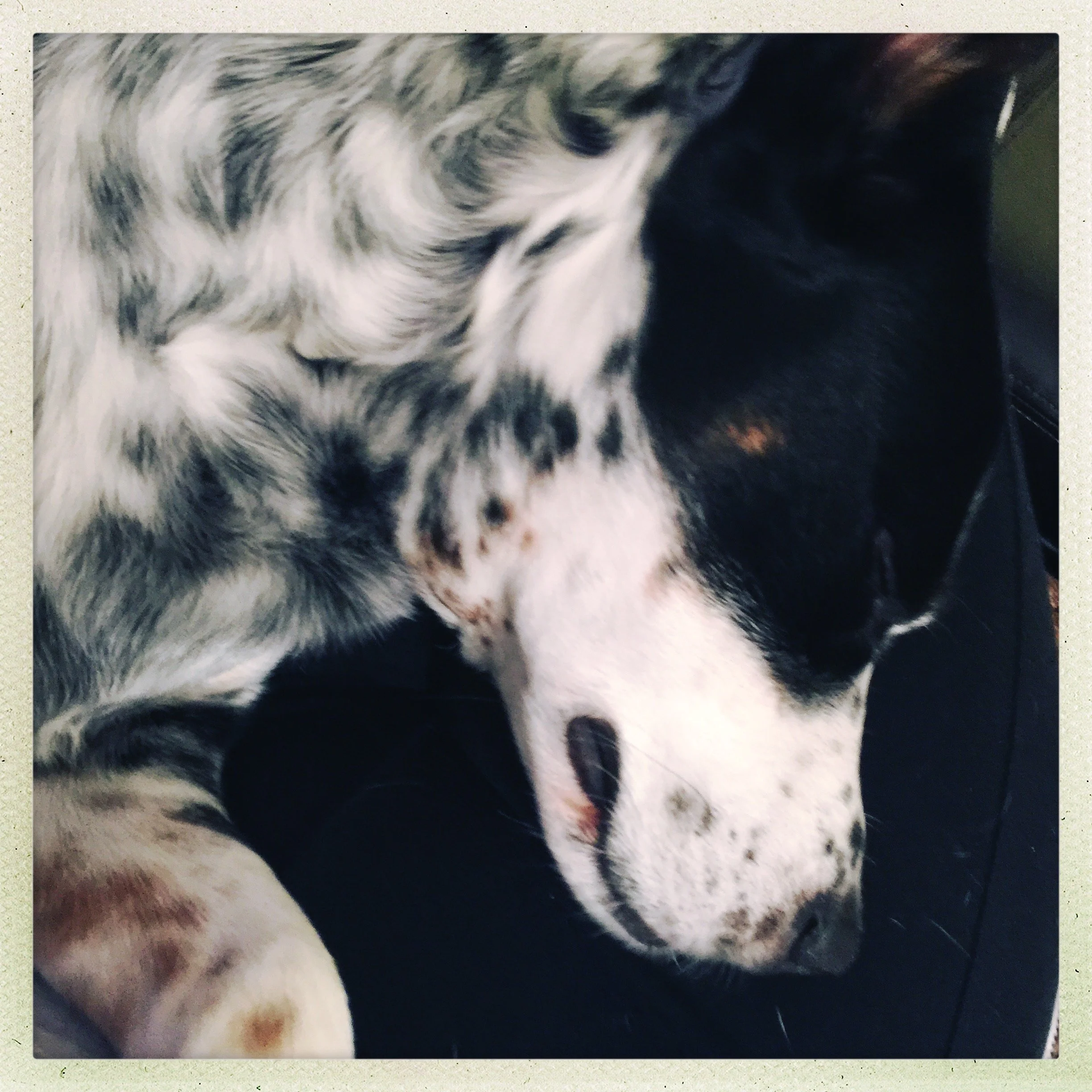 A black and white dog sleeps on the lap of the person who loves him most.