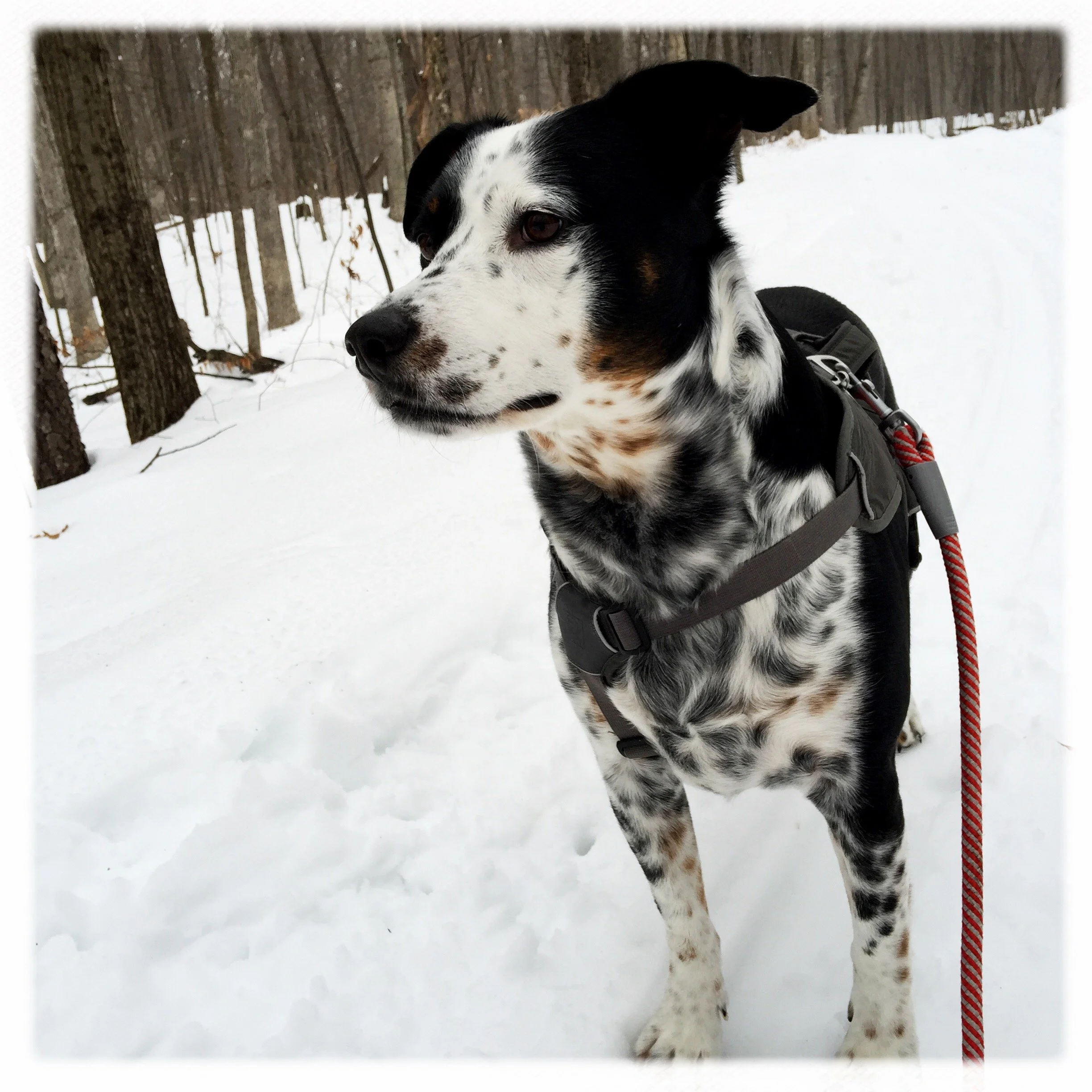 A black and white dog stands alert on a snowy path through the woods with the person who loves him most.