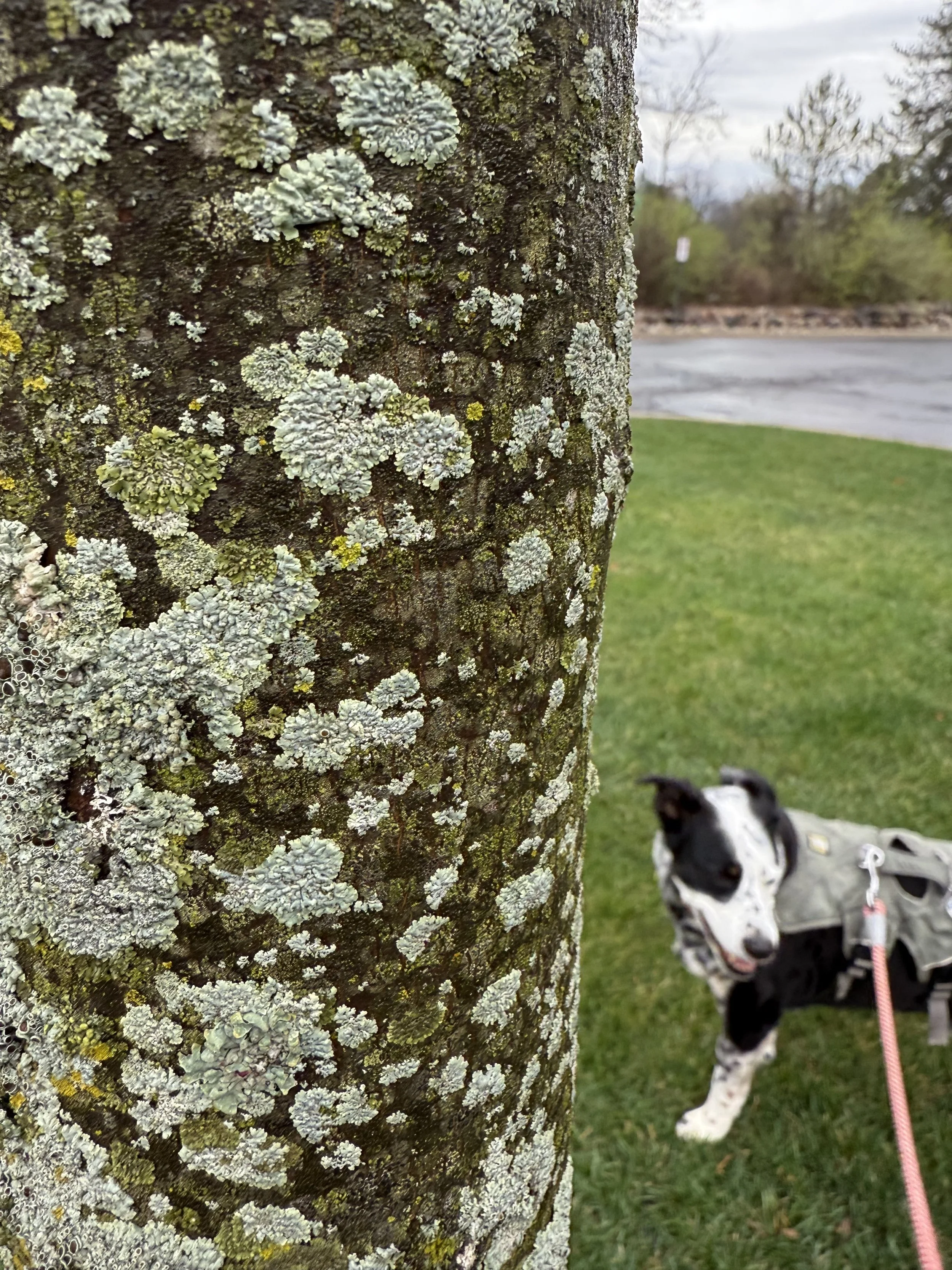 A black and white dog stands next to a tree trunk covered with lichen blooms.