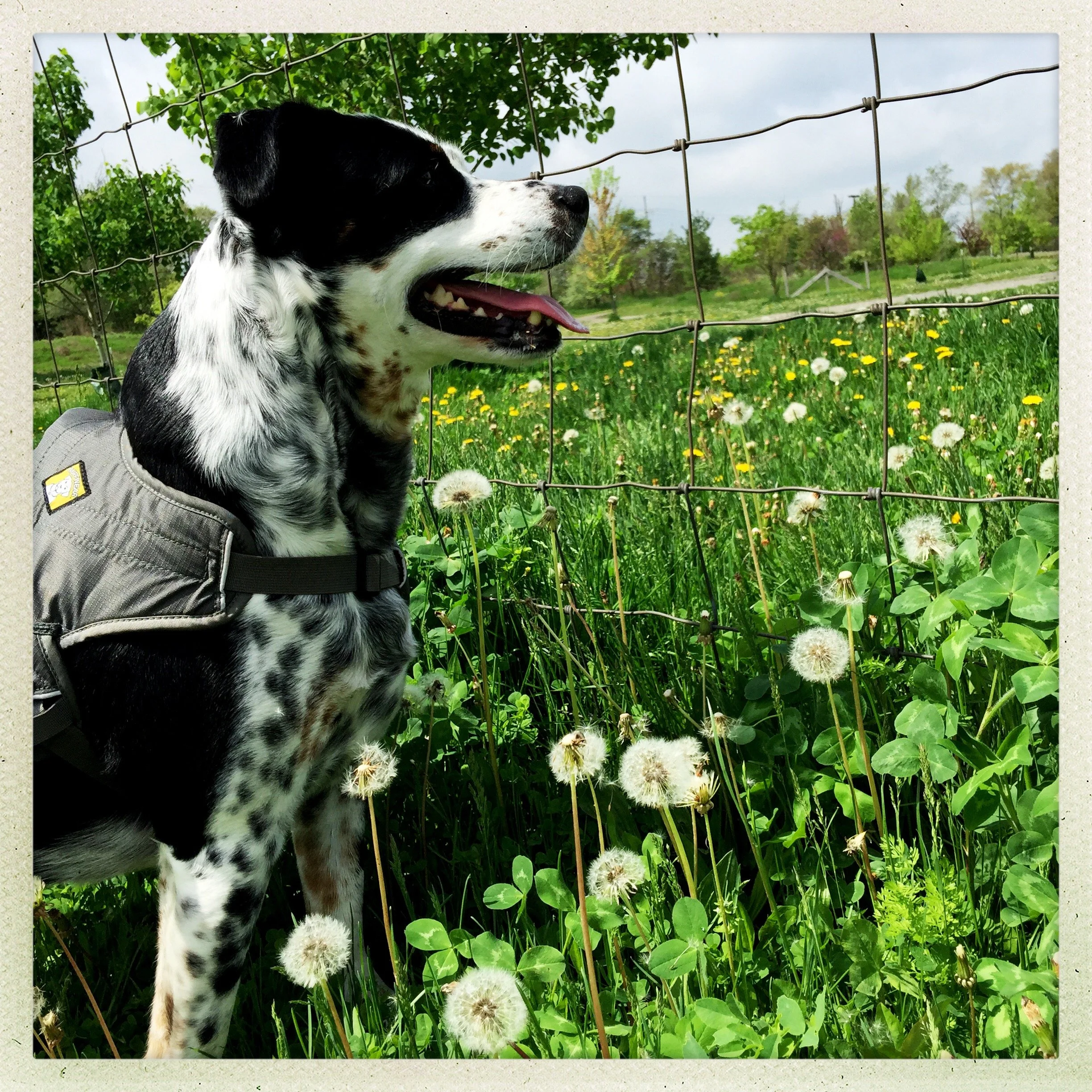 A black and white dog smiles on a sunny day looking through a fence with dandelions all around with the person who loves him most.