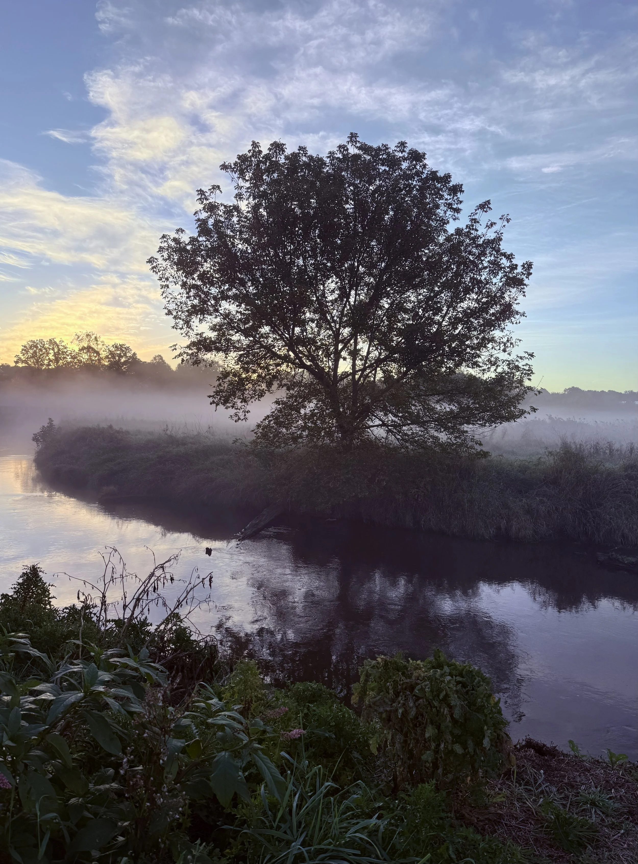 A tree stands on the bank of a creek at sunrise with fog lying low.
