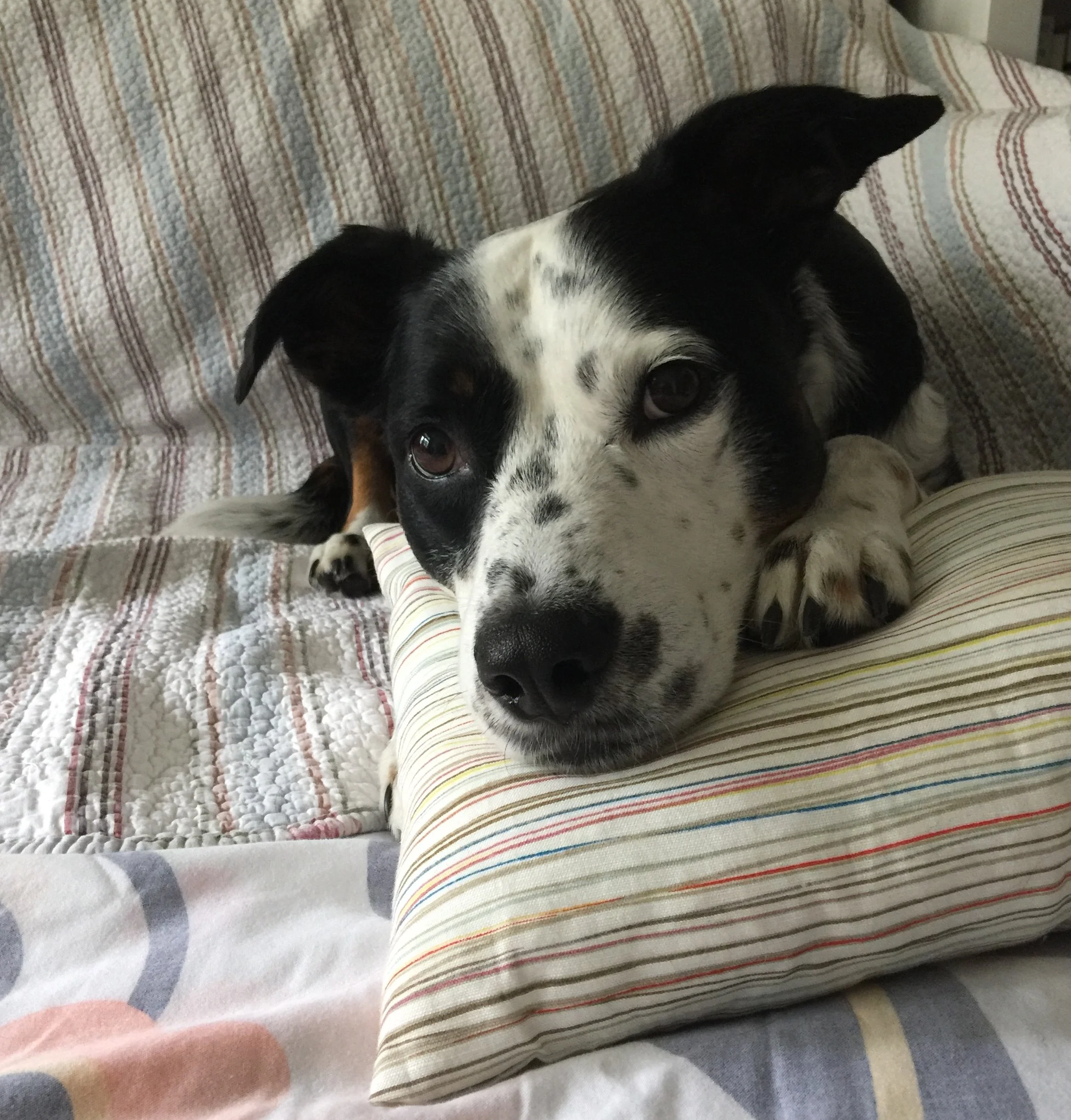 A black and white dog rests with his chin on a pillow on a striped quilt on a couch looking at the person who loves him most.