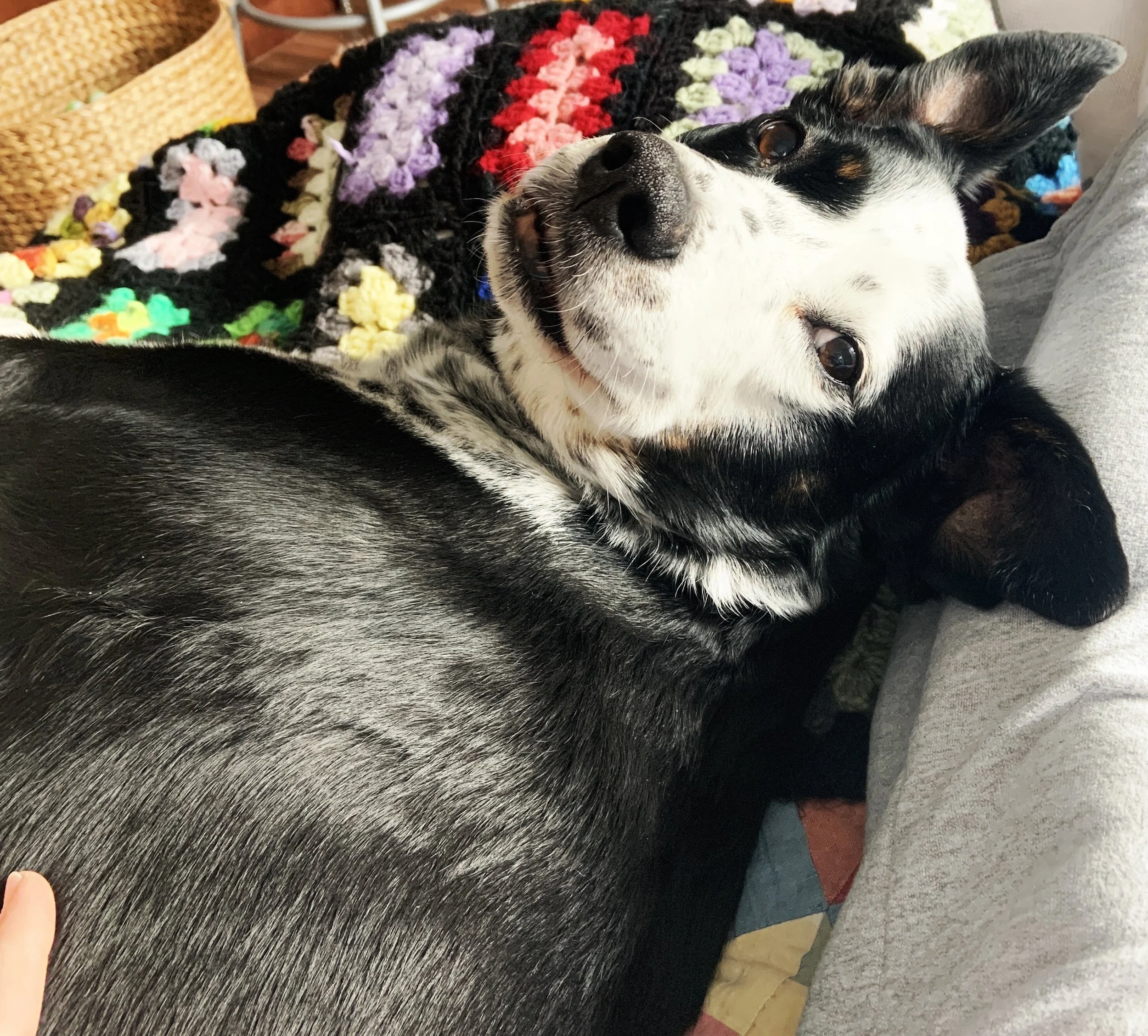 A black and white dog lying on a couch looks over his shoulder at the person who loves him most.