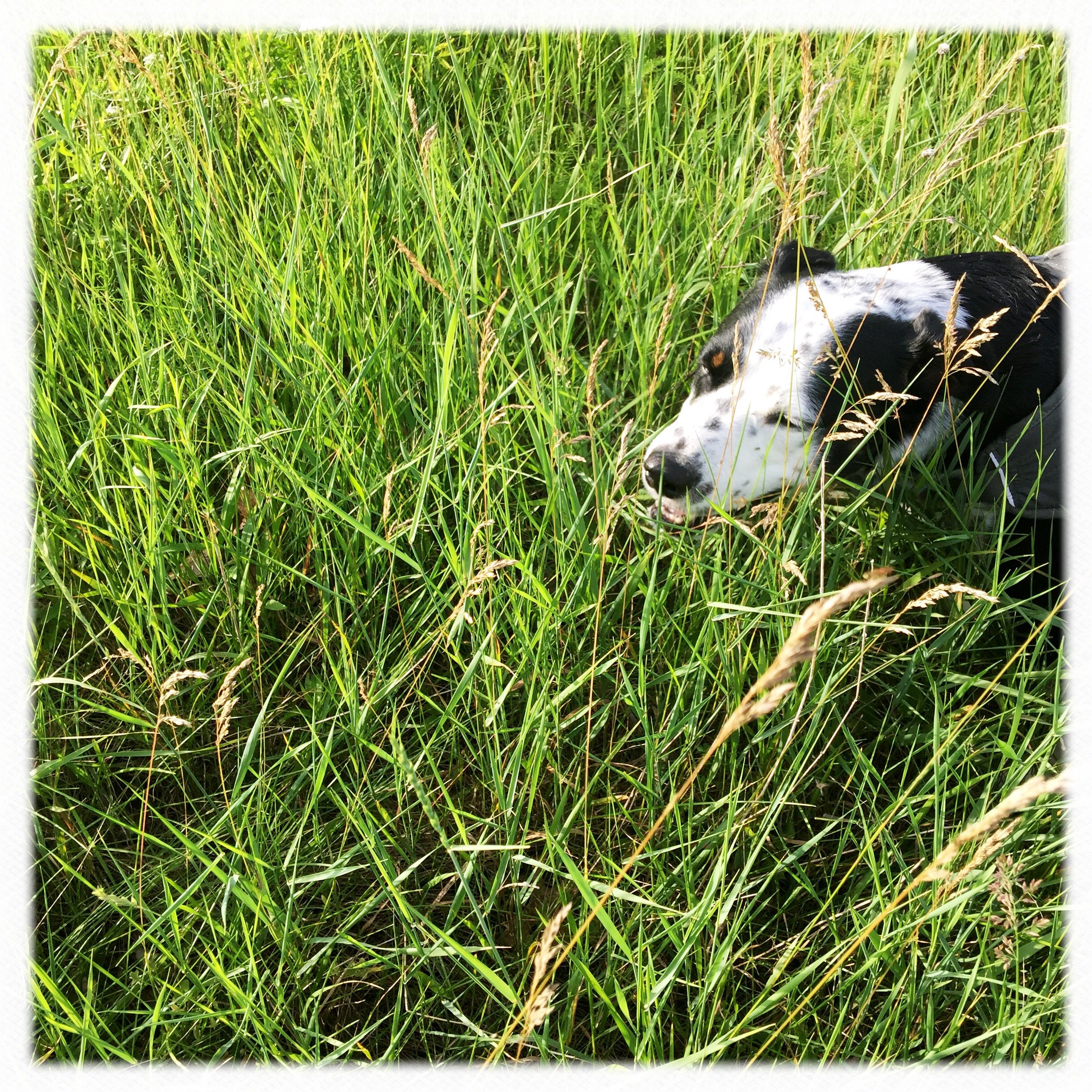 A black and white dog walking through tall grass in summer with the person who loves him most.
